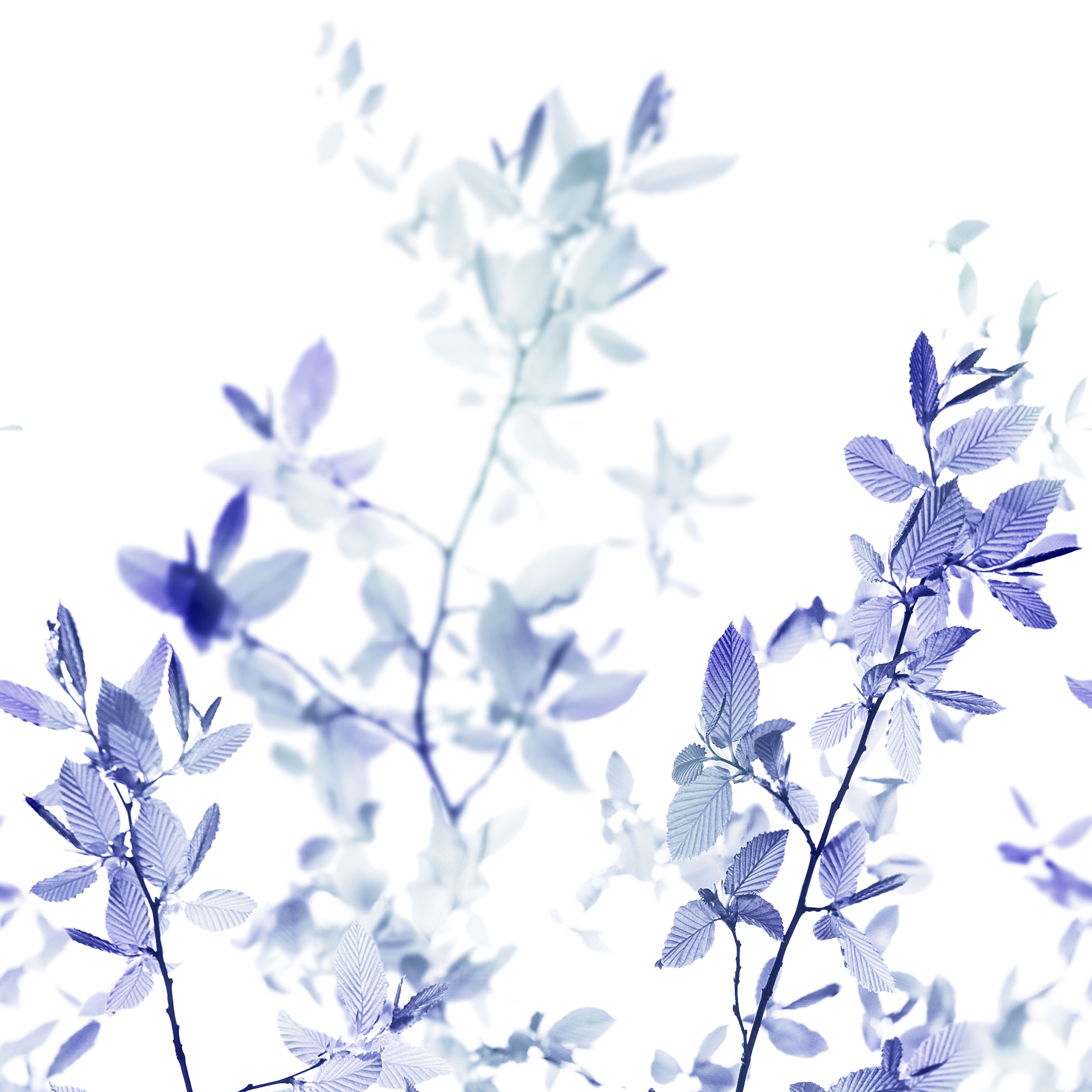HERBA - 52