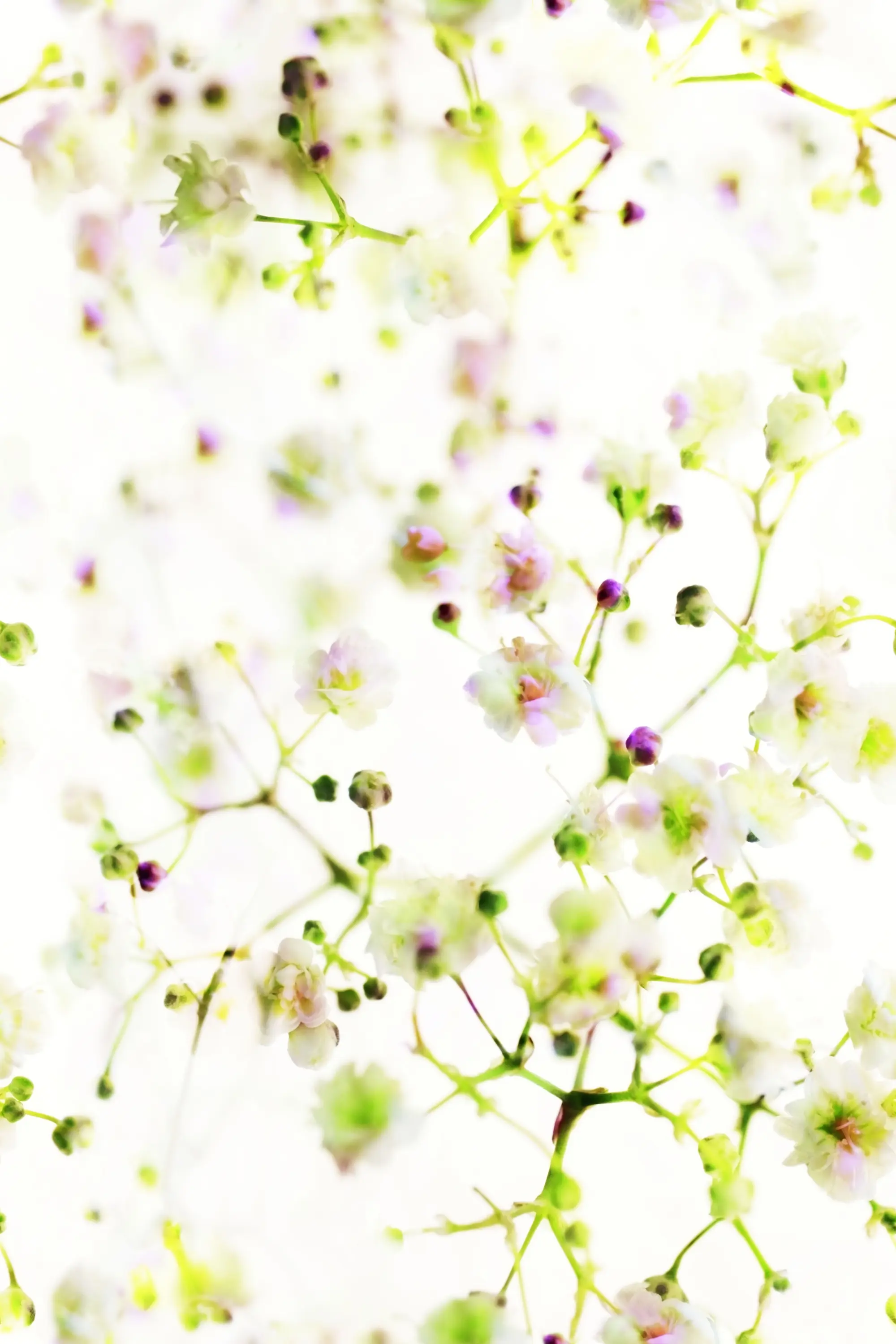 Création Baumann - SOPHILA - 31