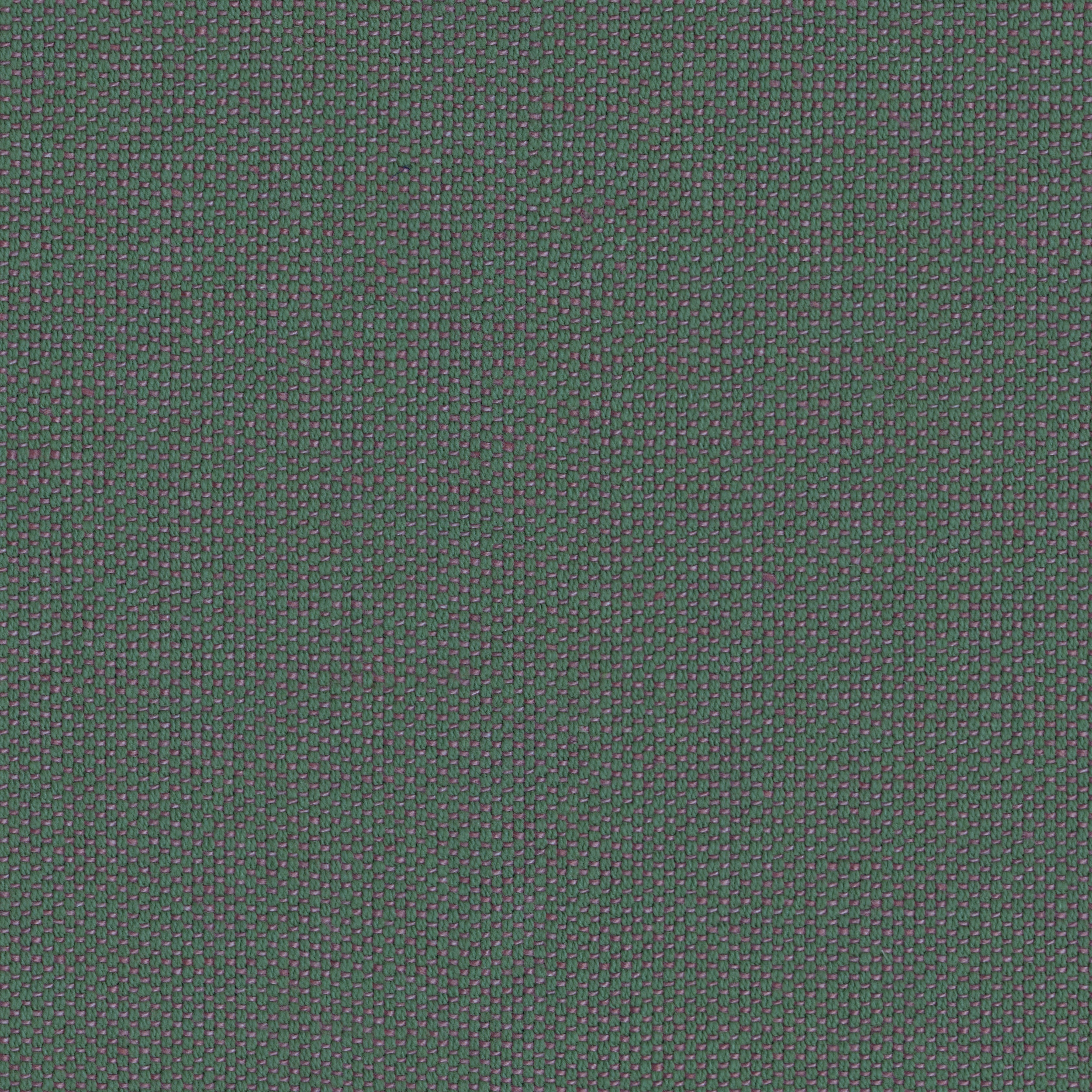 BAUDOLINO - 50