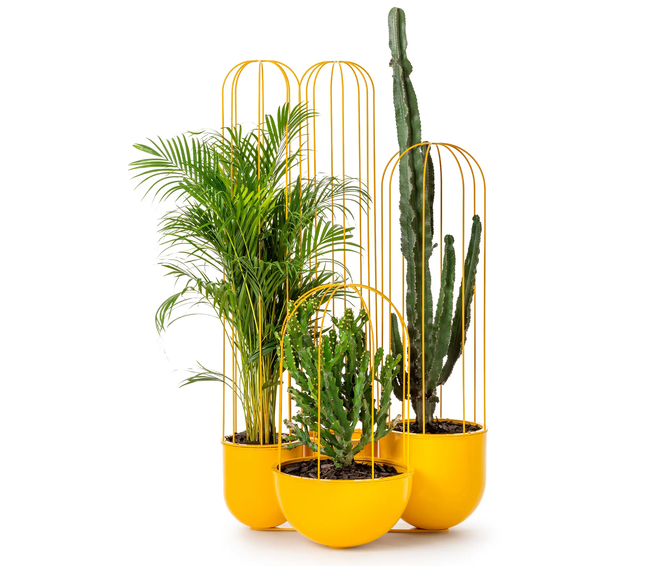 nola - Cacti planter