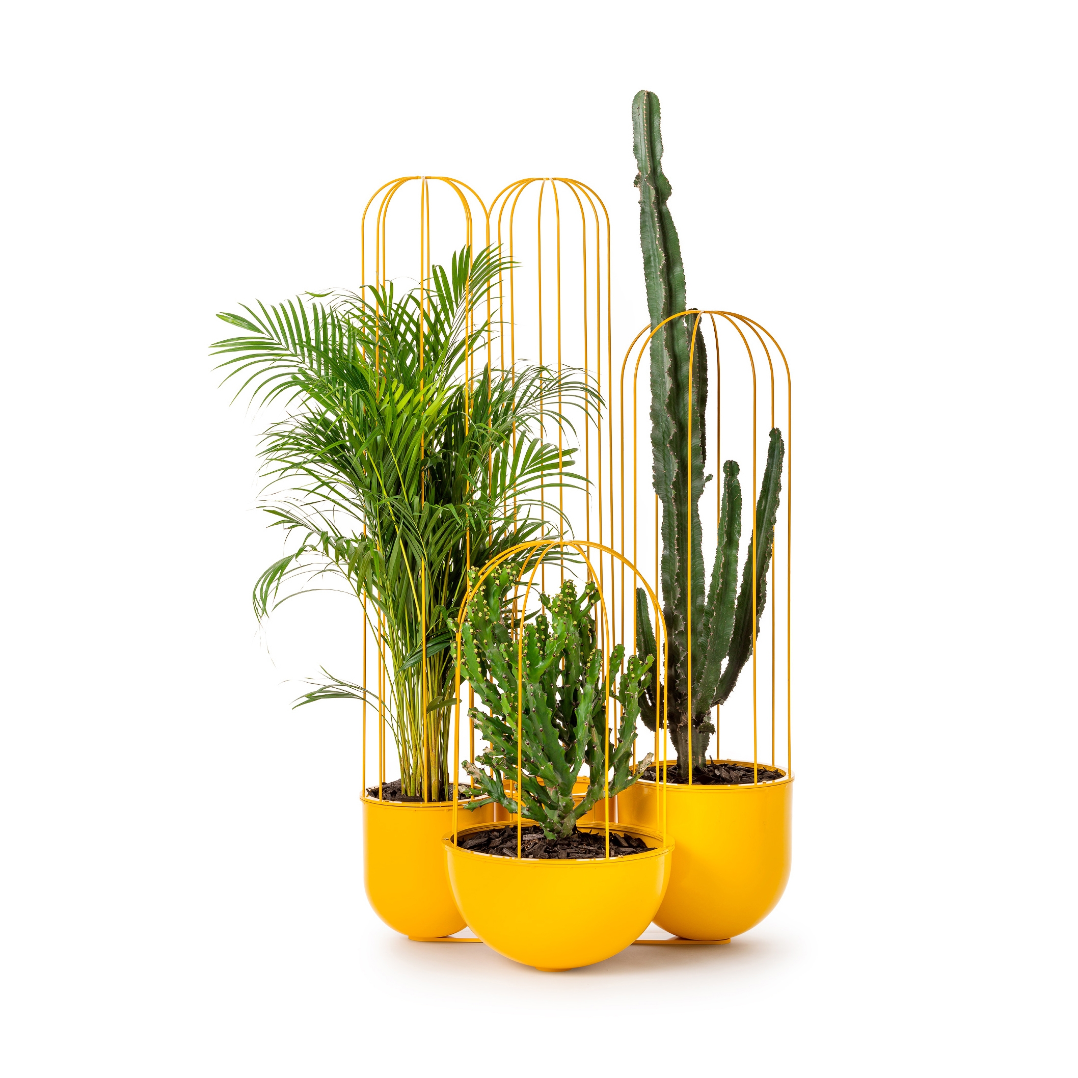 Afficher le produit Cacti planter du fabricant nola