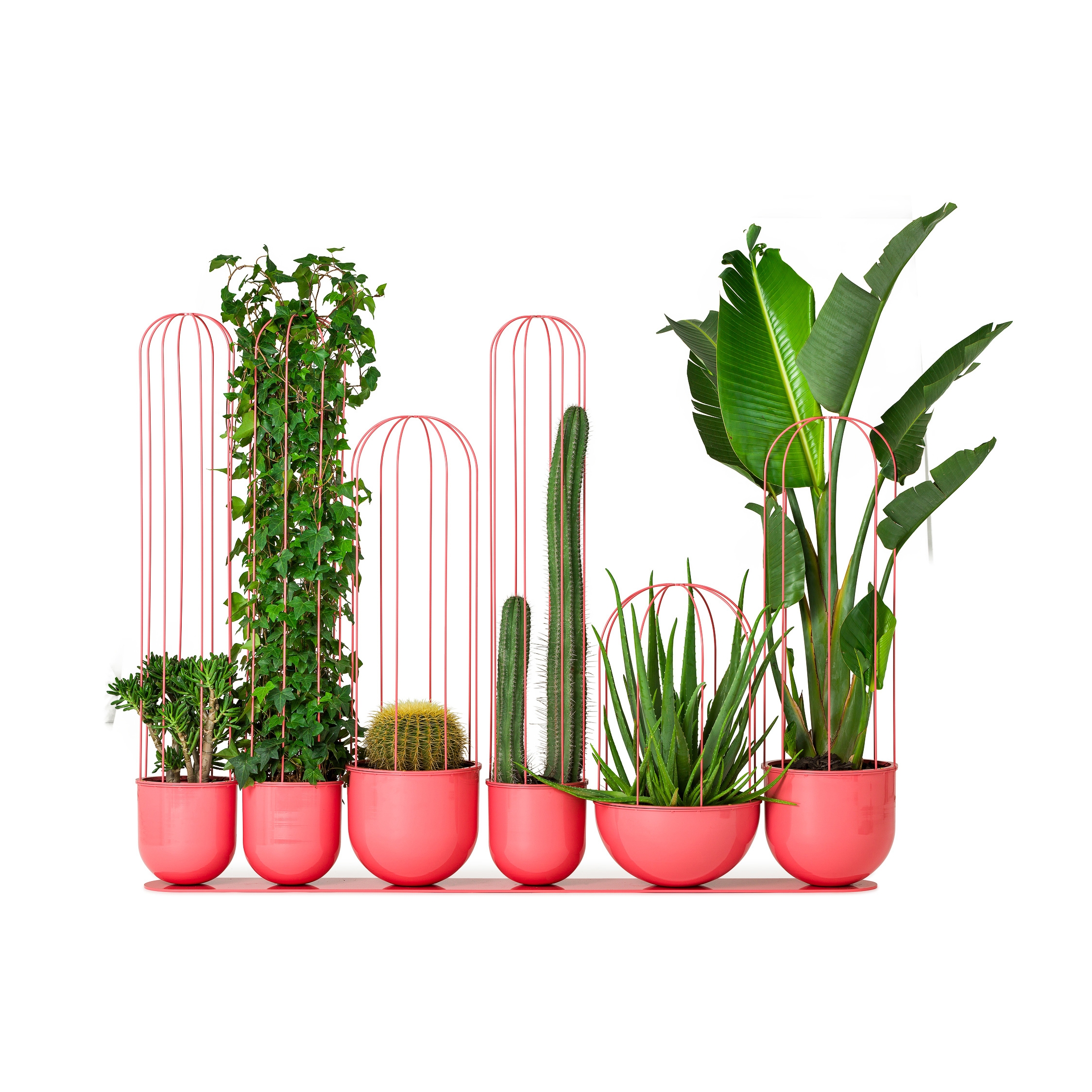 Mostra il prodotto Cacti planter del produttore nola