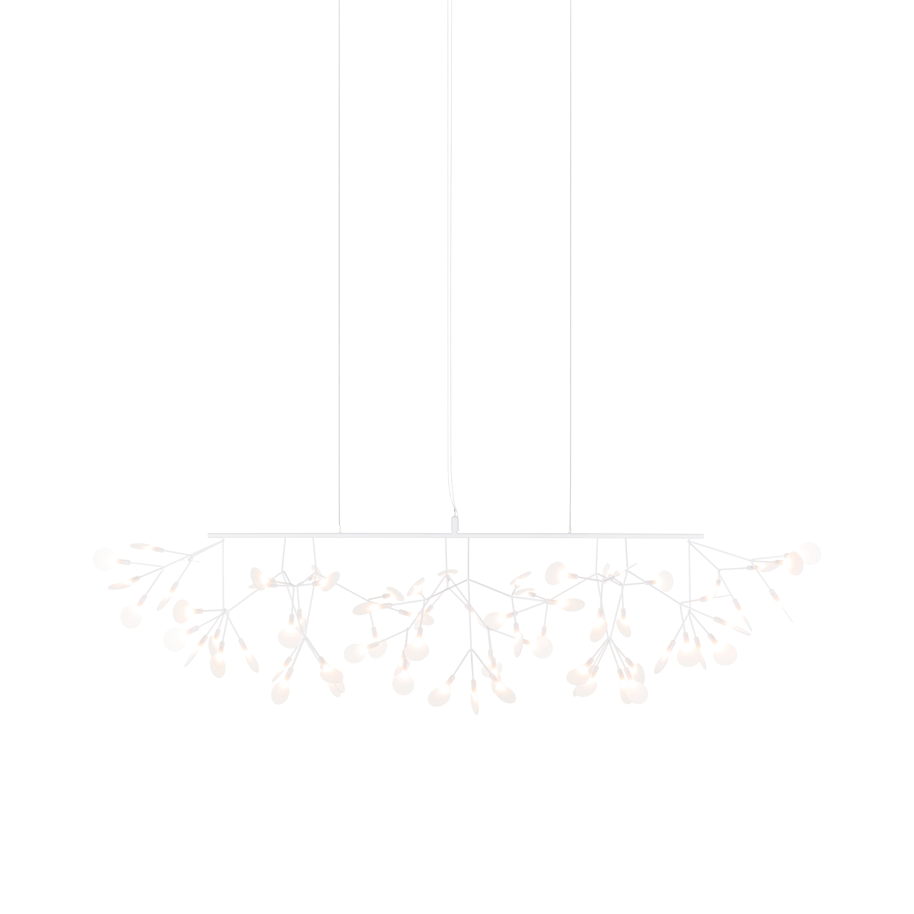Heracleum III Linear, White