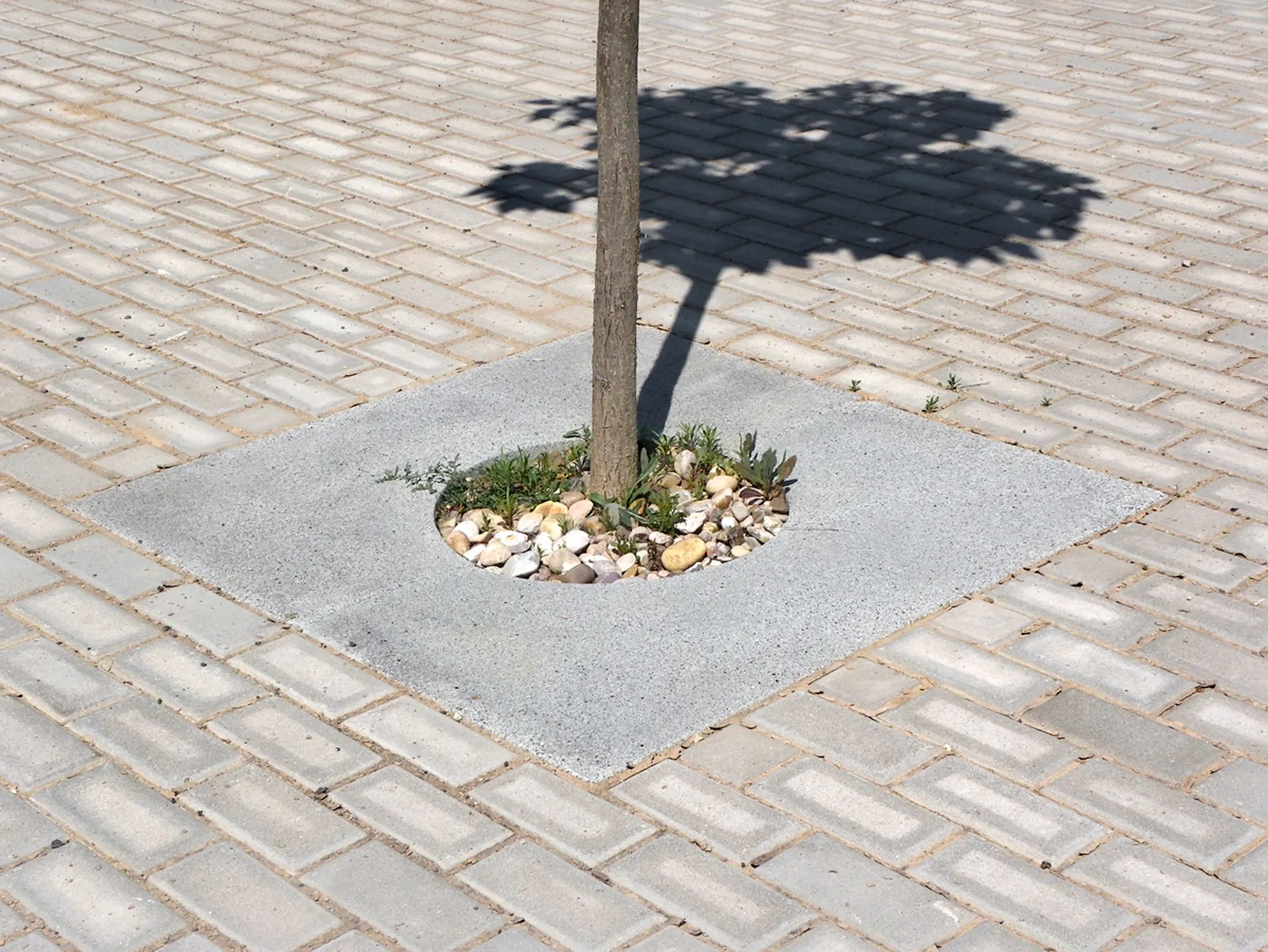 Escofet 1886 - Icaria | Tree grate