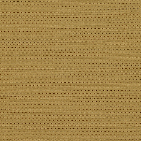 Focus 003 Safari