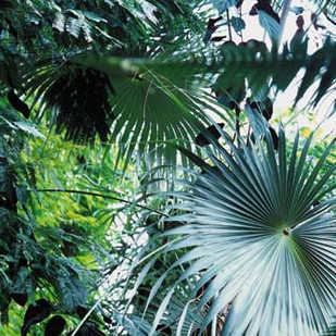 Produkt Brasilia [Kollektion 2] des Herstellers Extratapete anzeigen