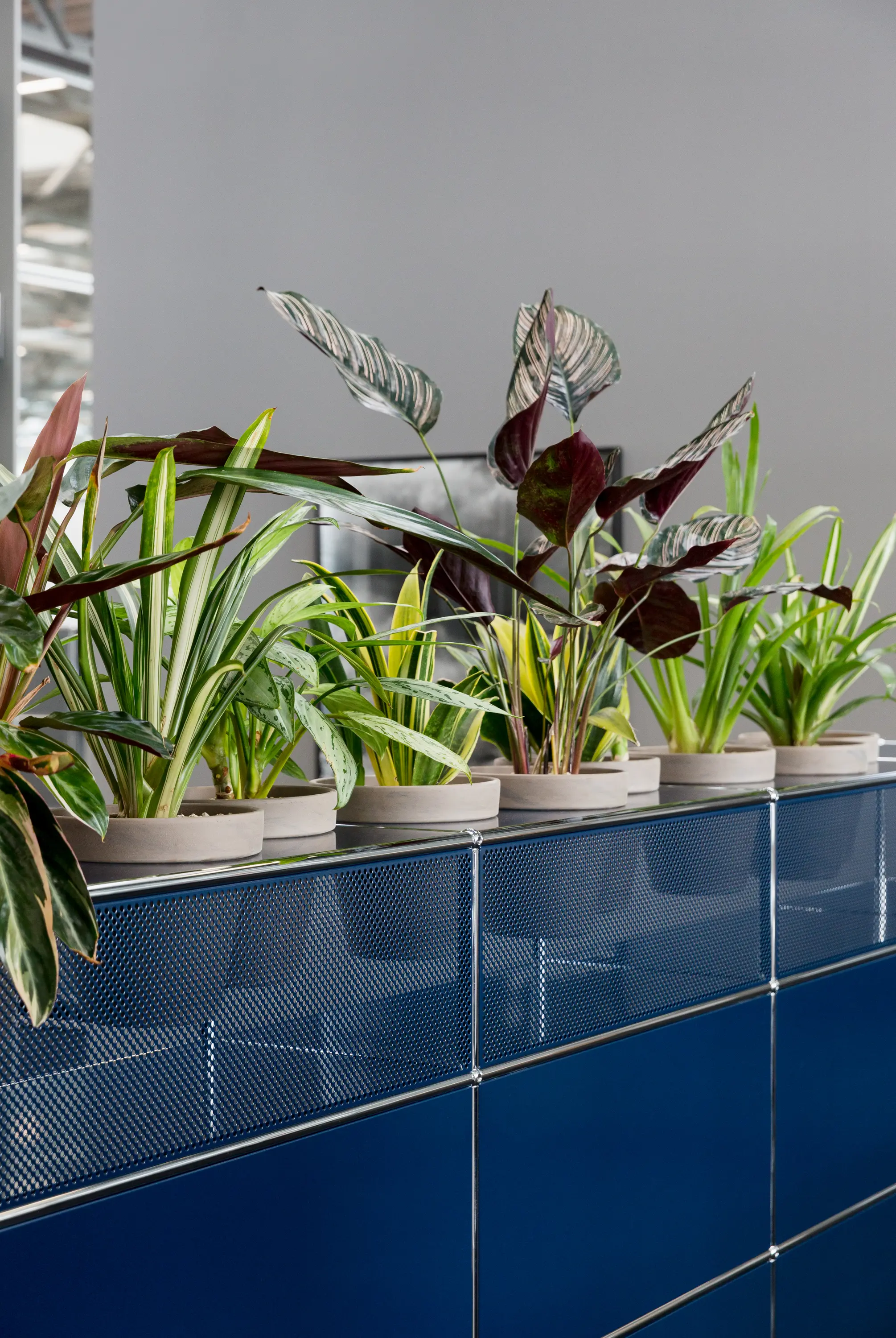 USM - USM Haller Reception with Protection Screen and World of Plants | Steel Blue