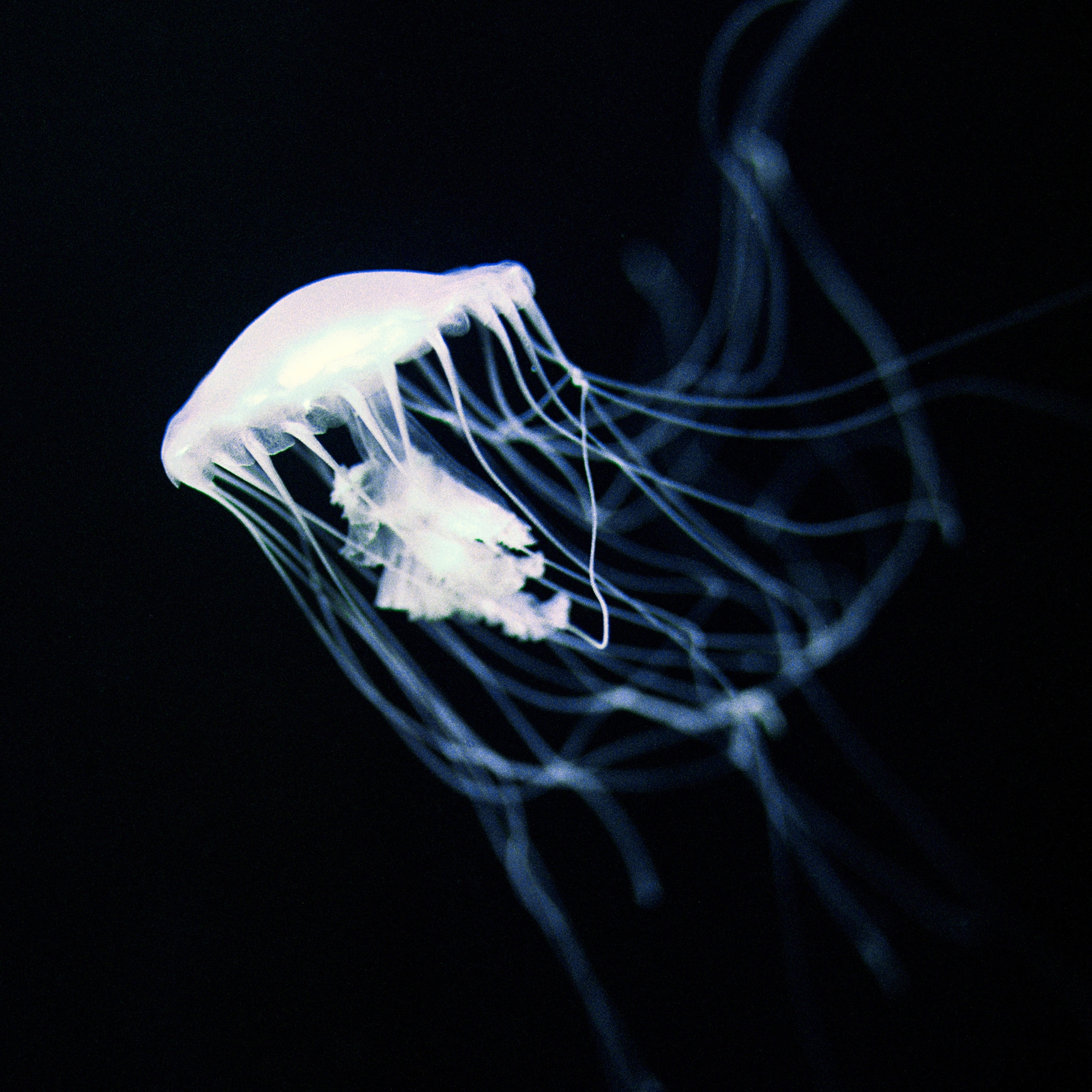 Produkt Nr. 2040 | Jellyfish des Herstellers Berlintapete anzeigen