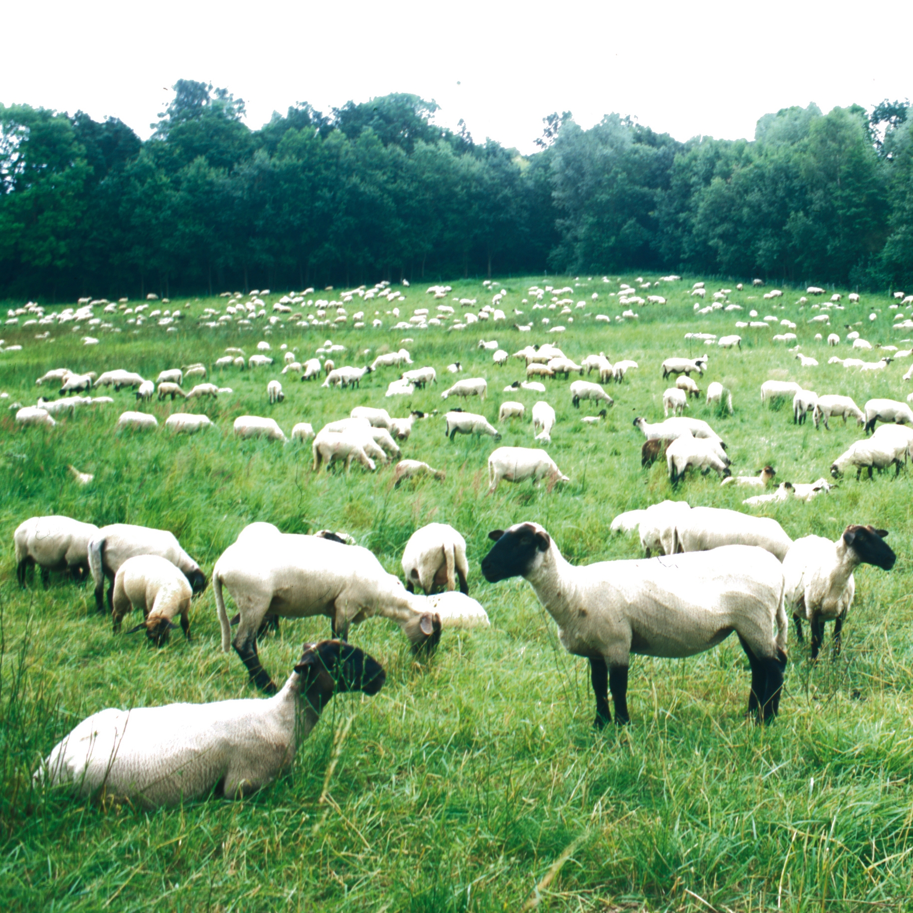Nr. 3450  | Sheep
