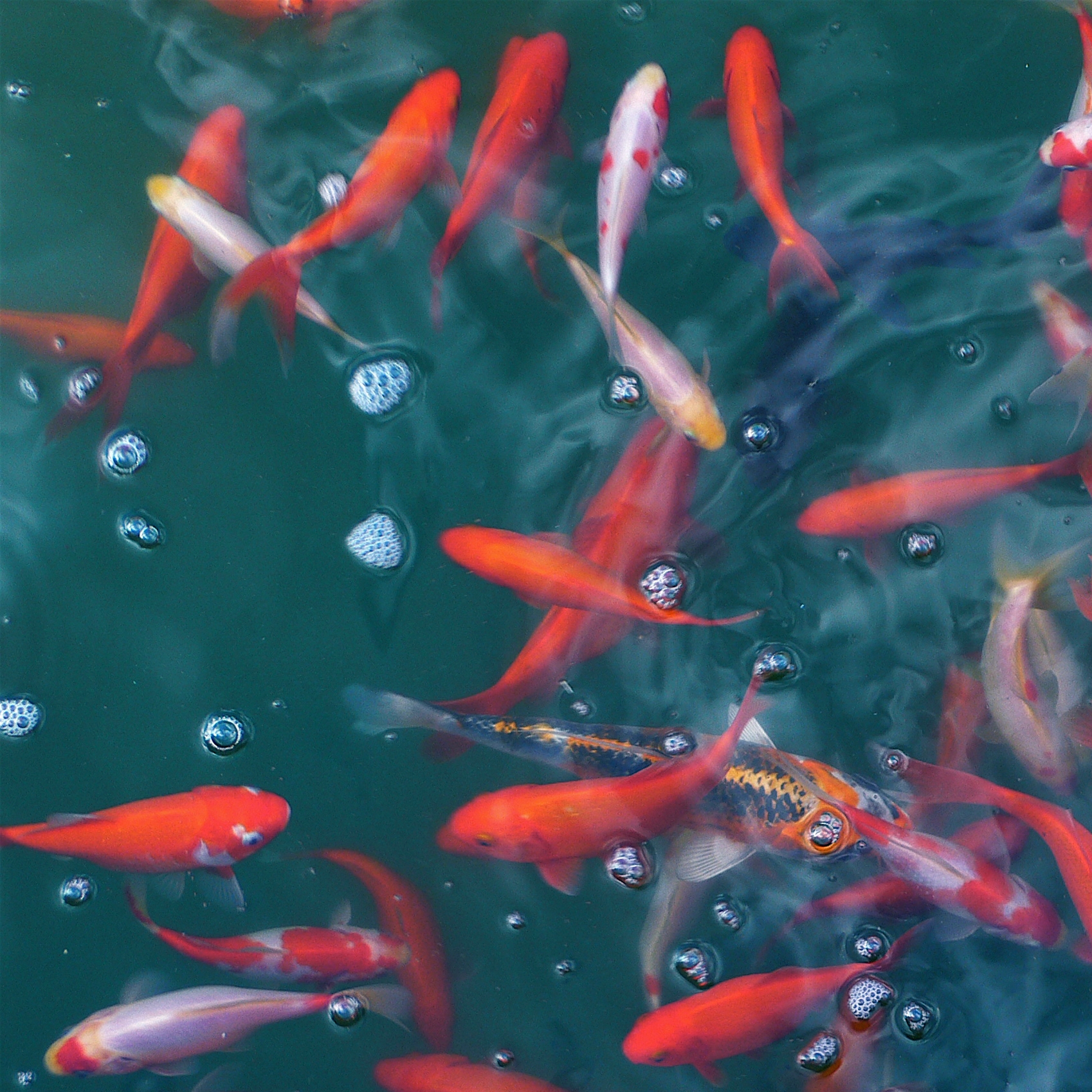 Nr. 4889 | Goldfish