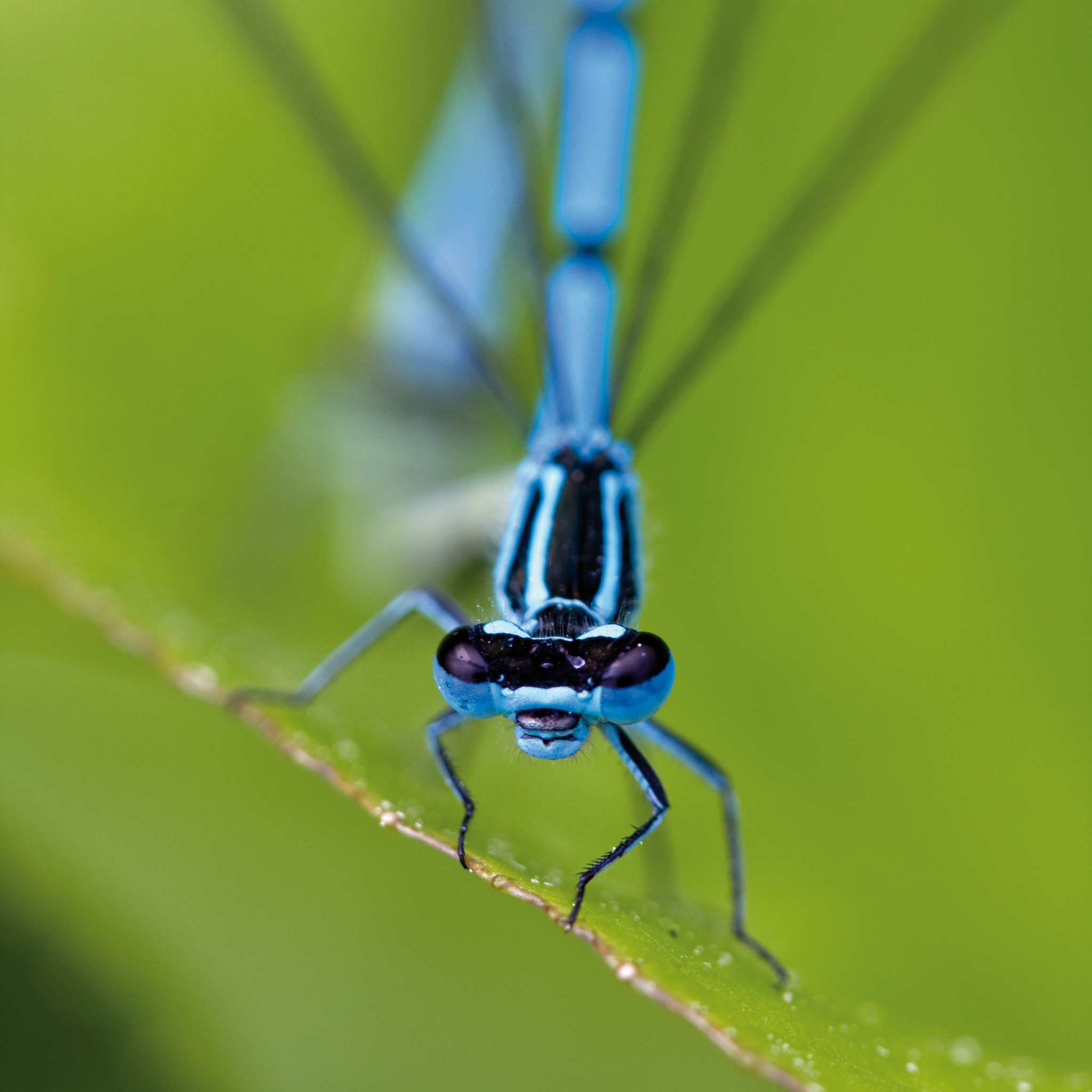 Afficher le produit No. 5413 | Dragonfly du fabricant Berlintapete