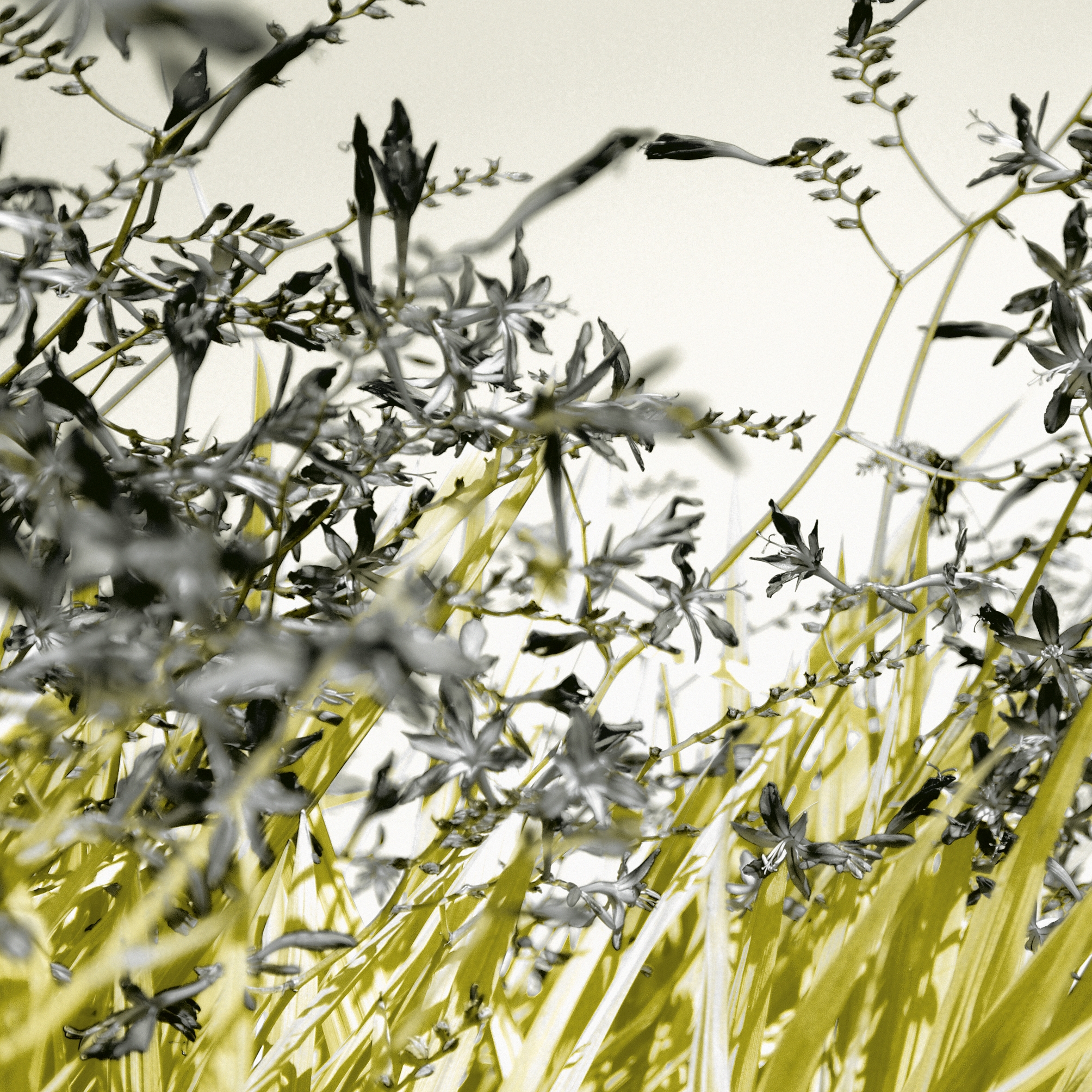 Produkt Nr. 4477 | Yellow Grass des Herstellers Berlintapete anzeigen
