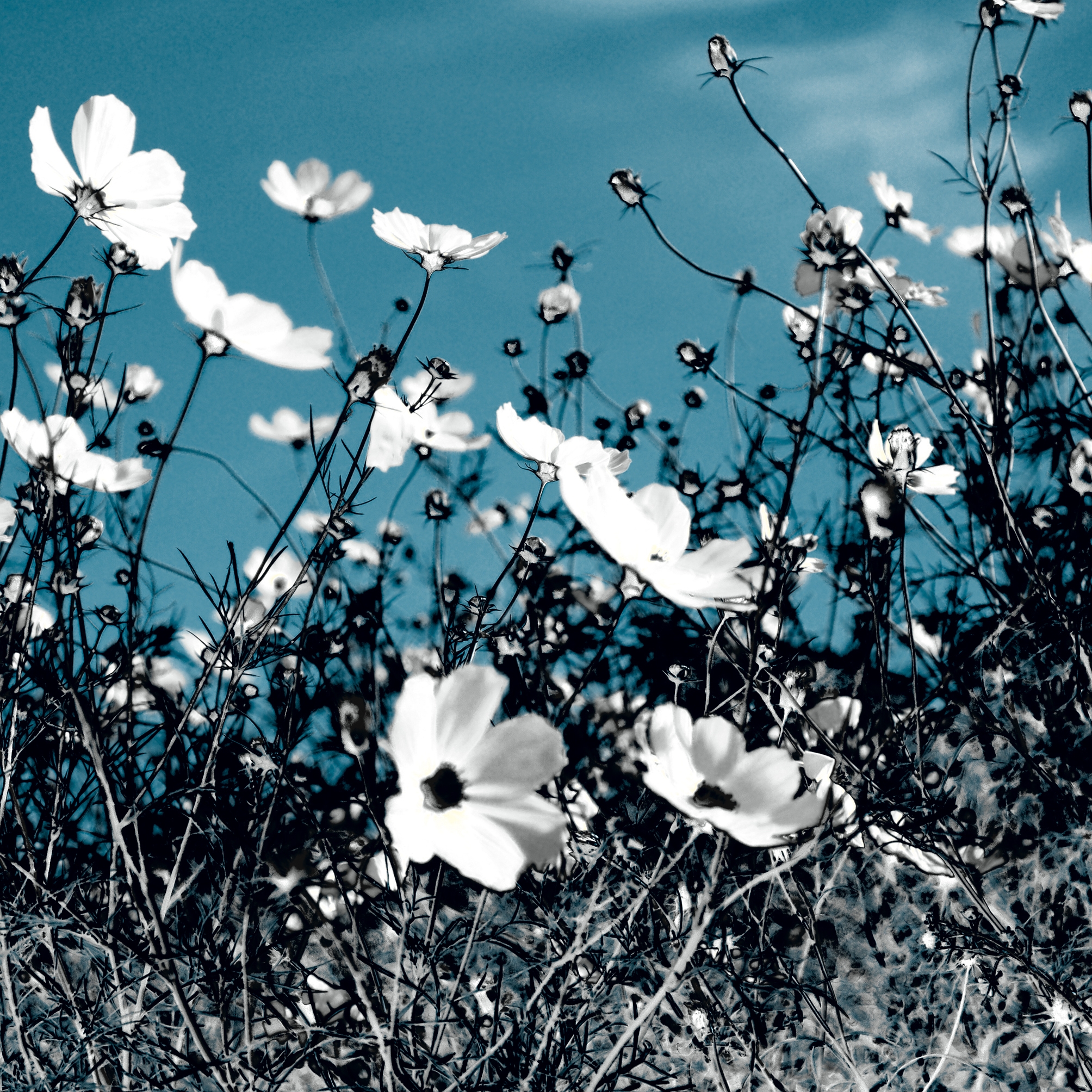 Nr. 4488 | Moon flowers