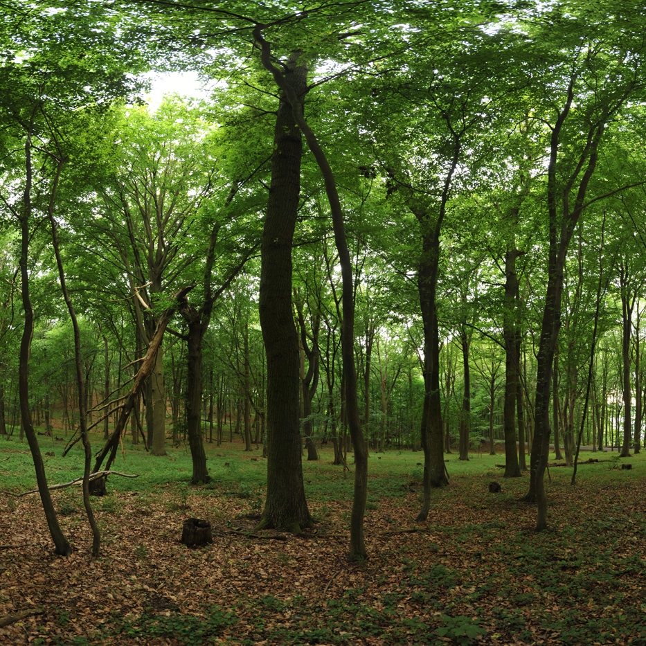 Nr. 6867 | 360 Degrees Forest