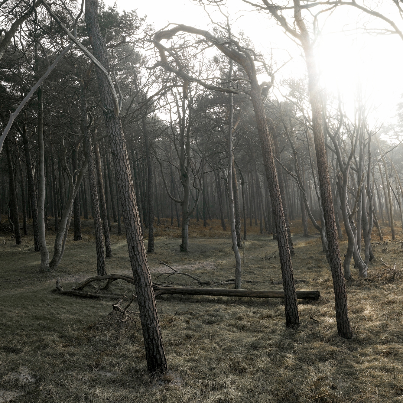 Nr. 6821 | Westbeach