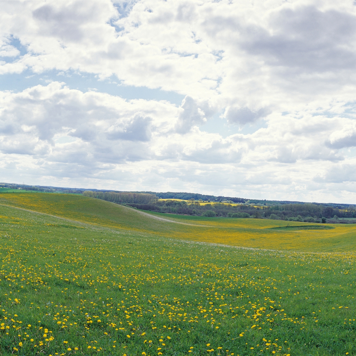 Produkt Nr. 3125 | Mecklenburg des Herstellers Berlintapete anzeigen