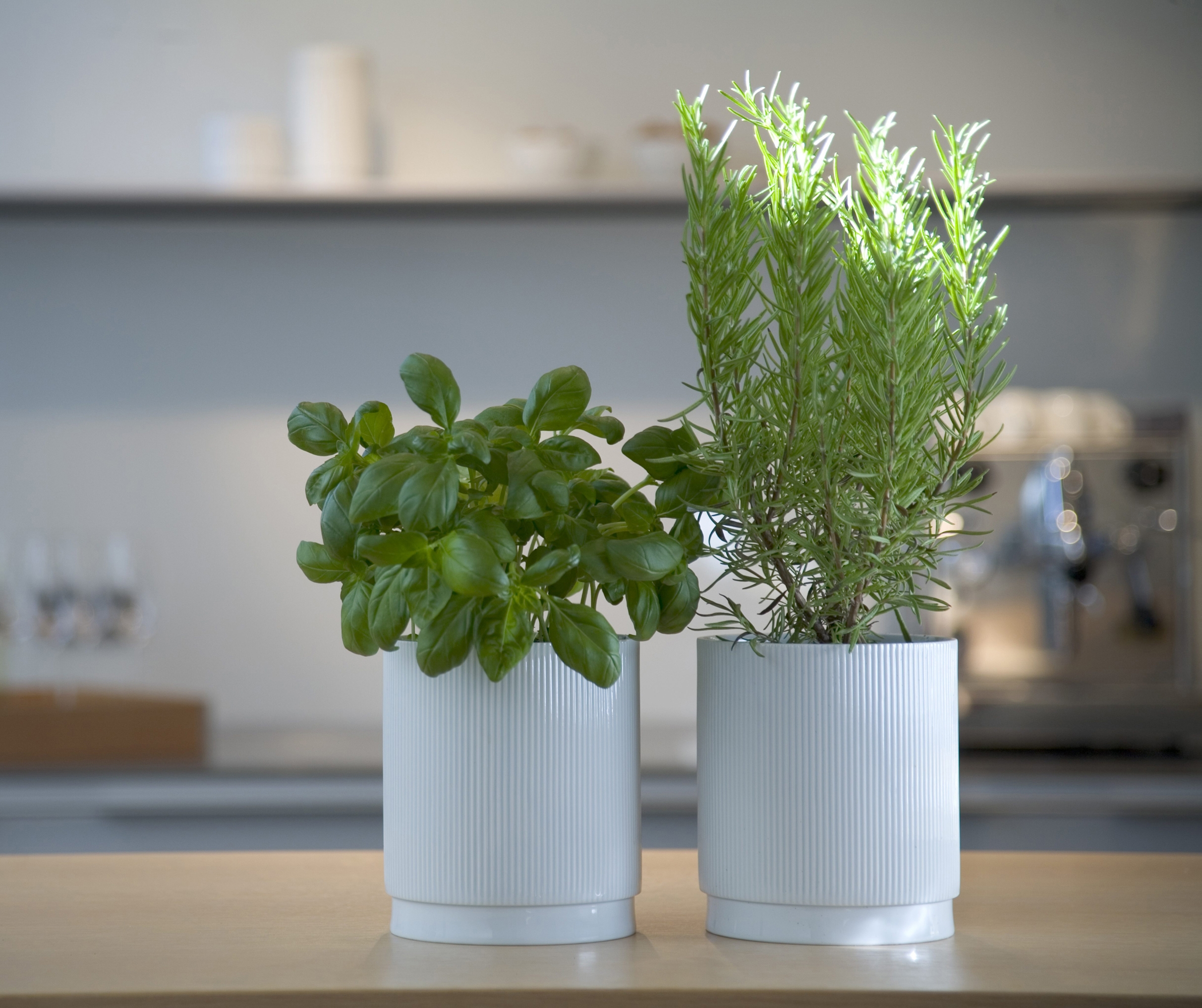 Explorar productos de la categoría Maceteros