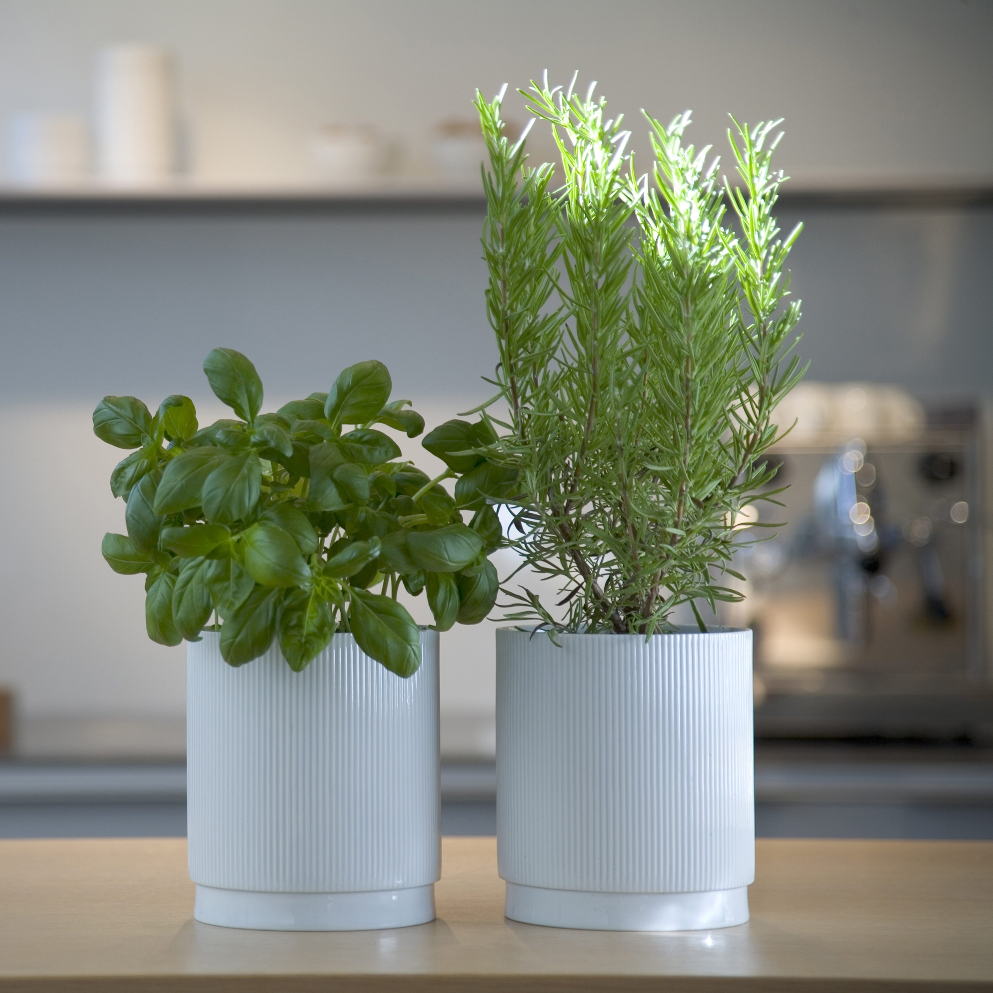 Produkt Kräutertopf des Herstellers bulthaup anzeigen