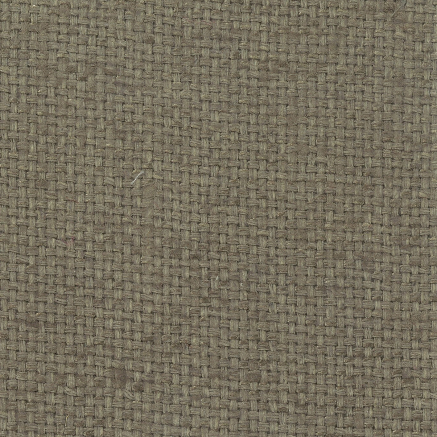 Shiva - 01 oak