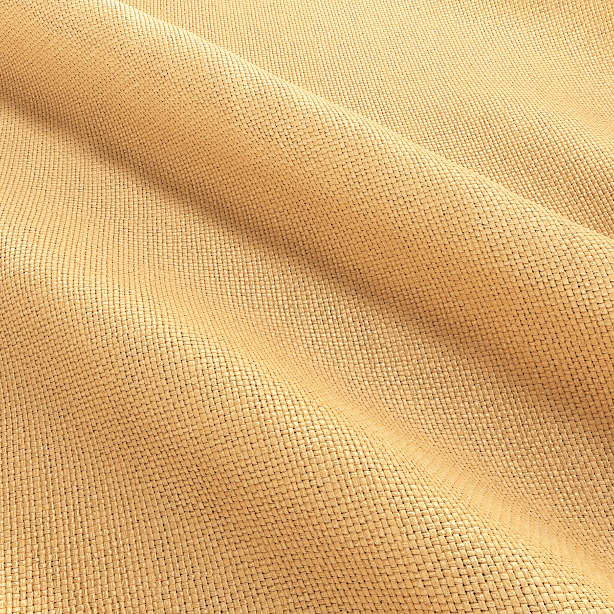 Cosmo - 25 maize