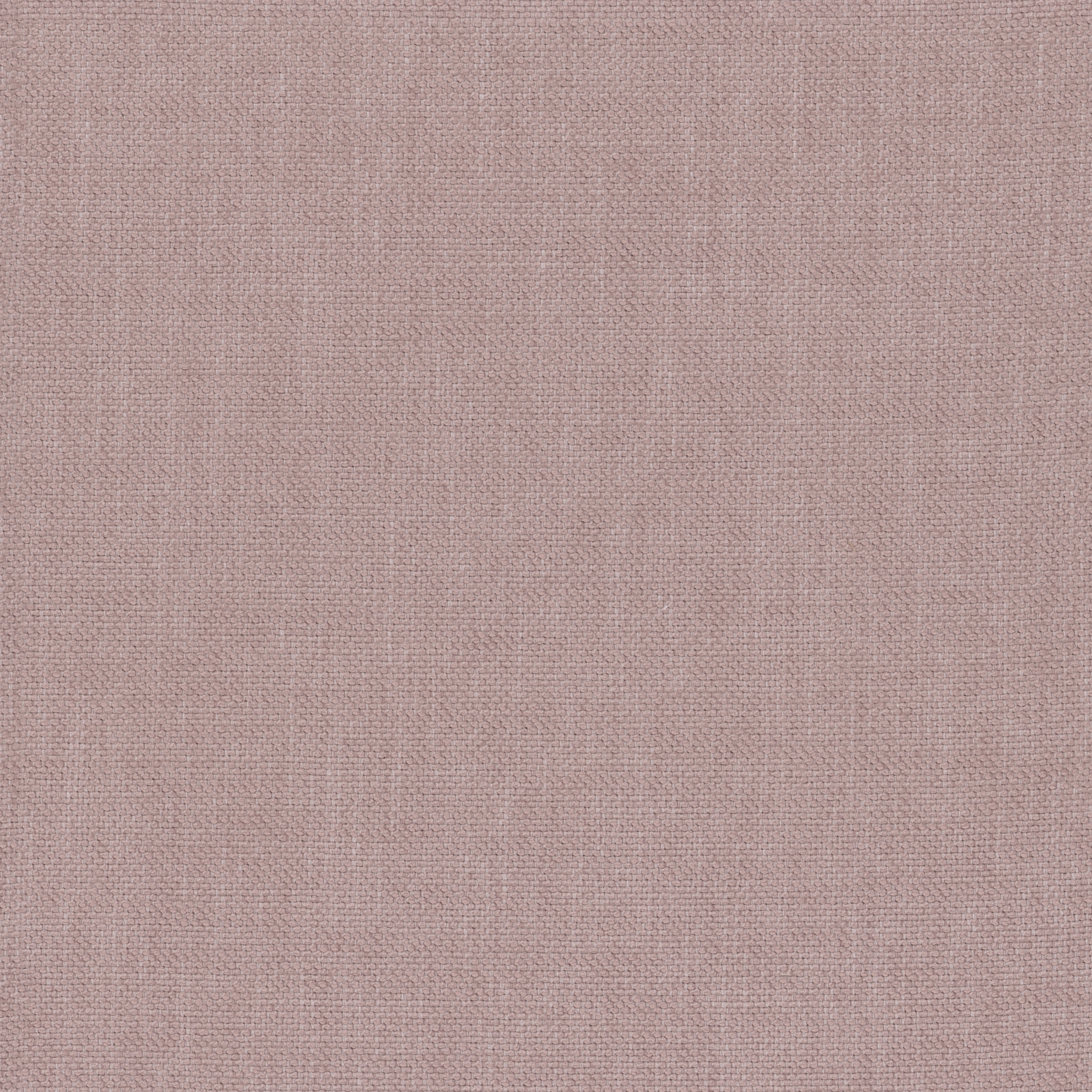 Mattia FR - 06 orchid