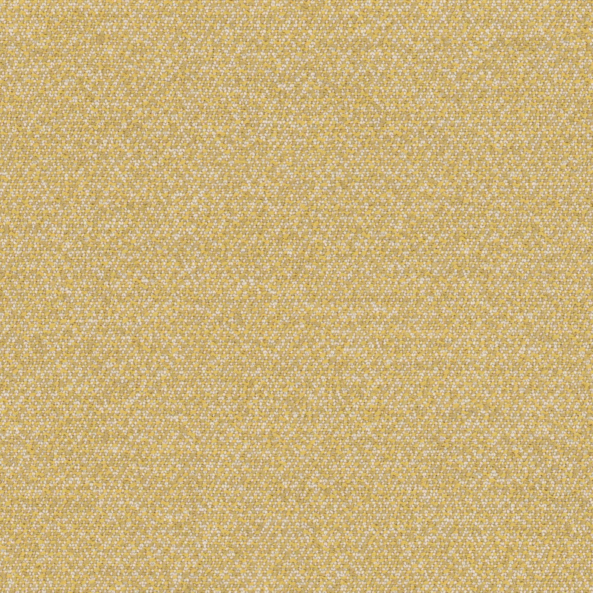 rohi - CENTO corn