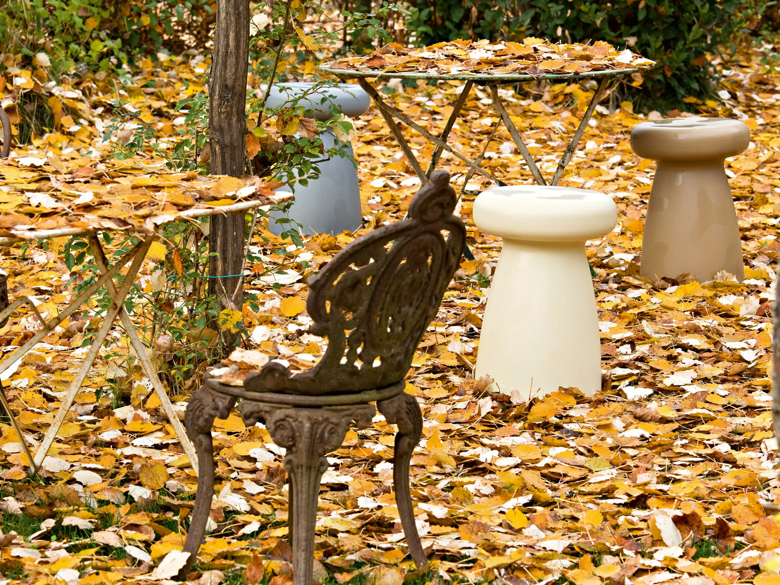 Serralunga - Porcino