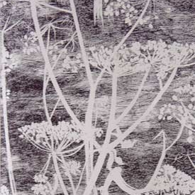 Produkt Cow Parsley 66-7046 Tapete des Herstellers Cole and Son anzeigen