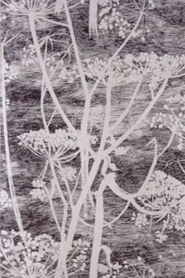 Cole and Son - Cow Parsley 66-7046 wallpaper
