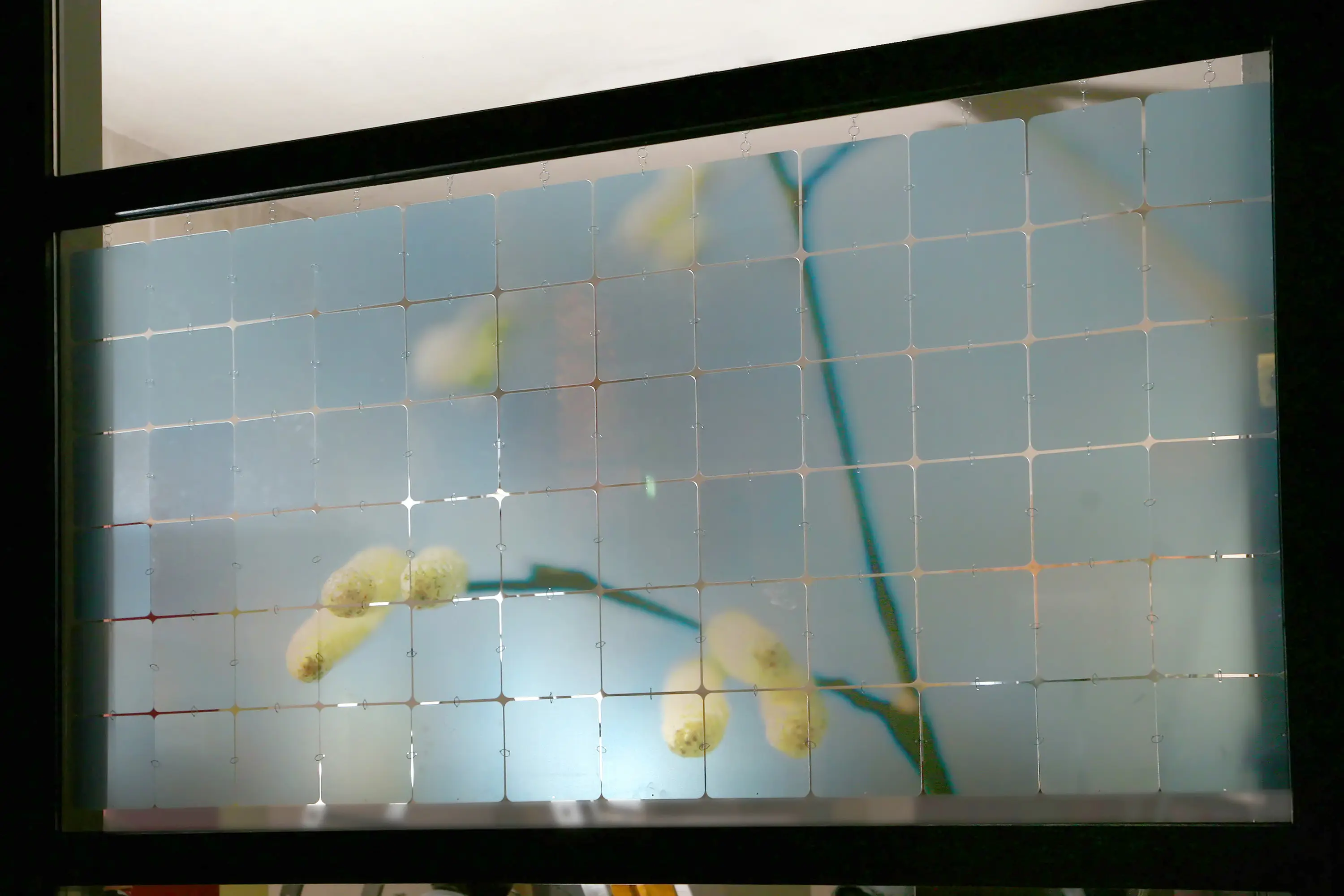 Nola Star - nolastar_image