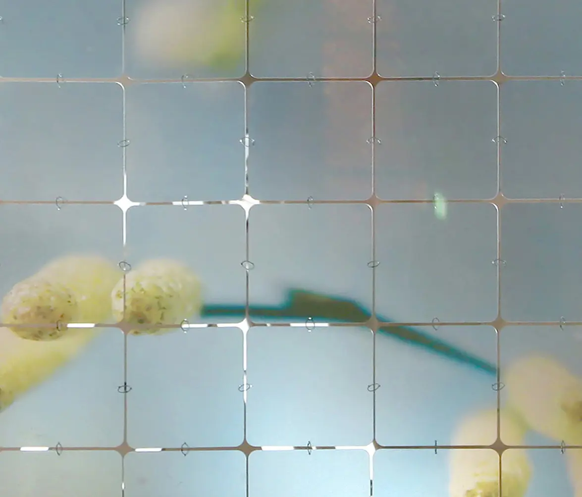 Nola Star - nolastar_image