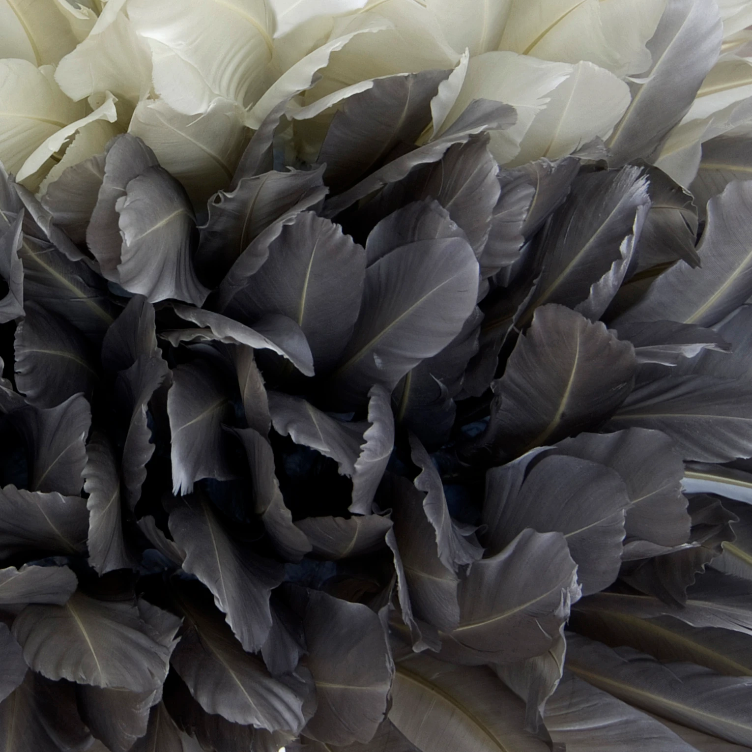 BLACK GOOSE