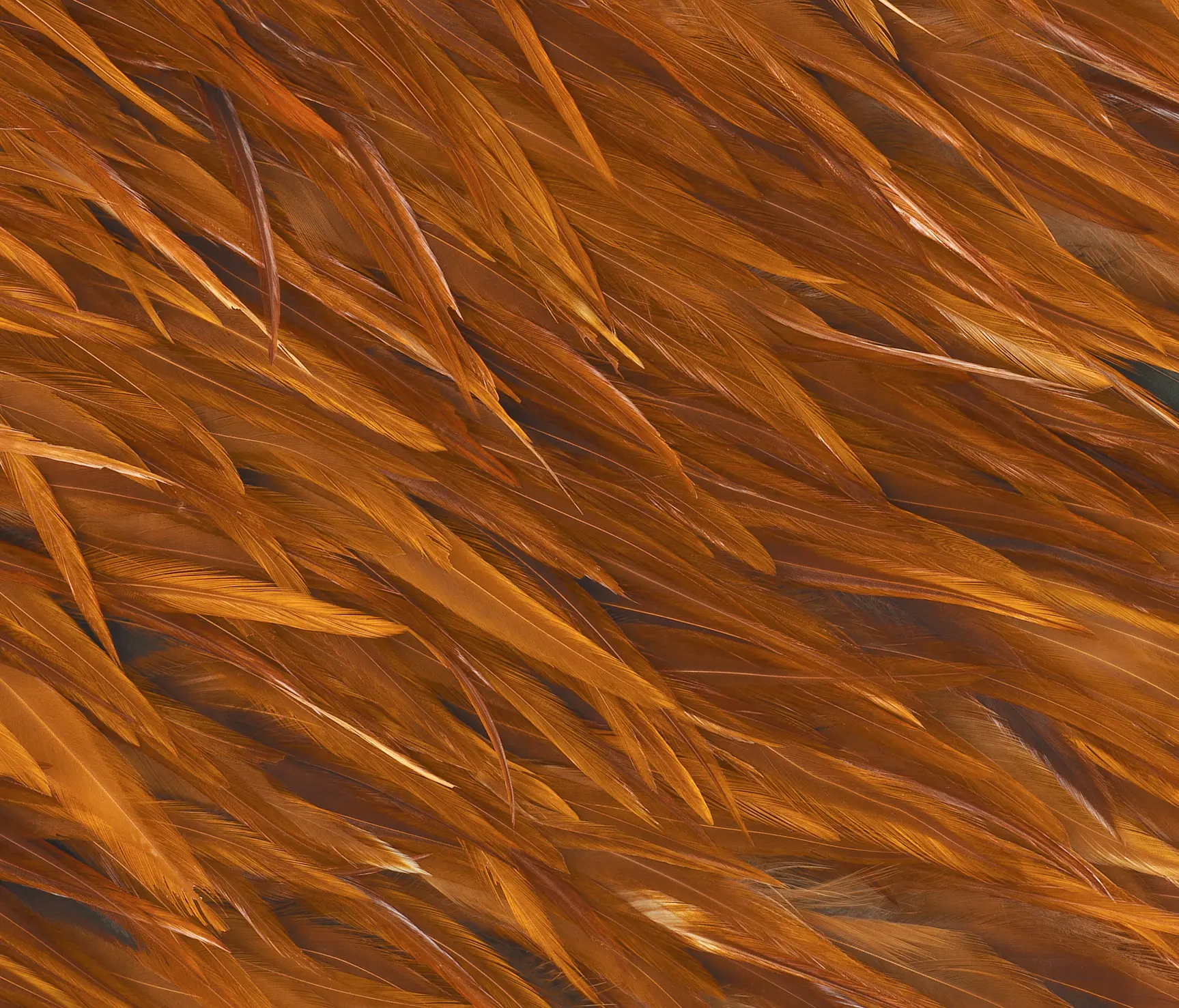 pluma cubic - kubus h1