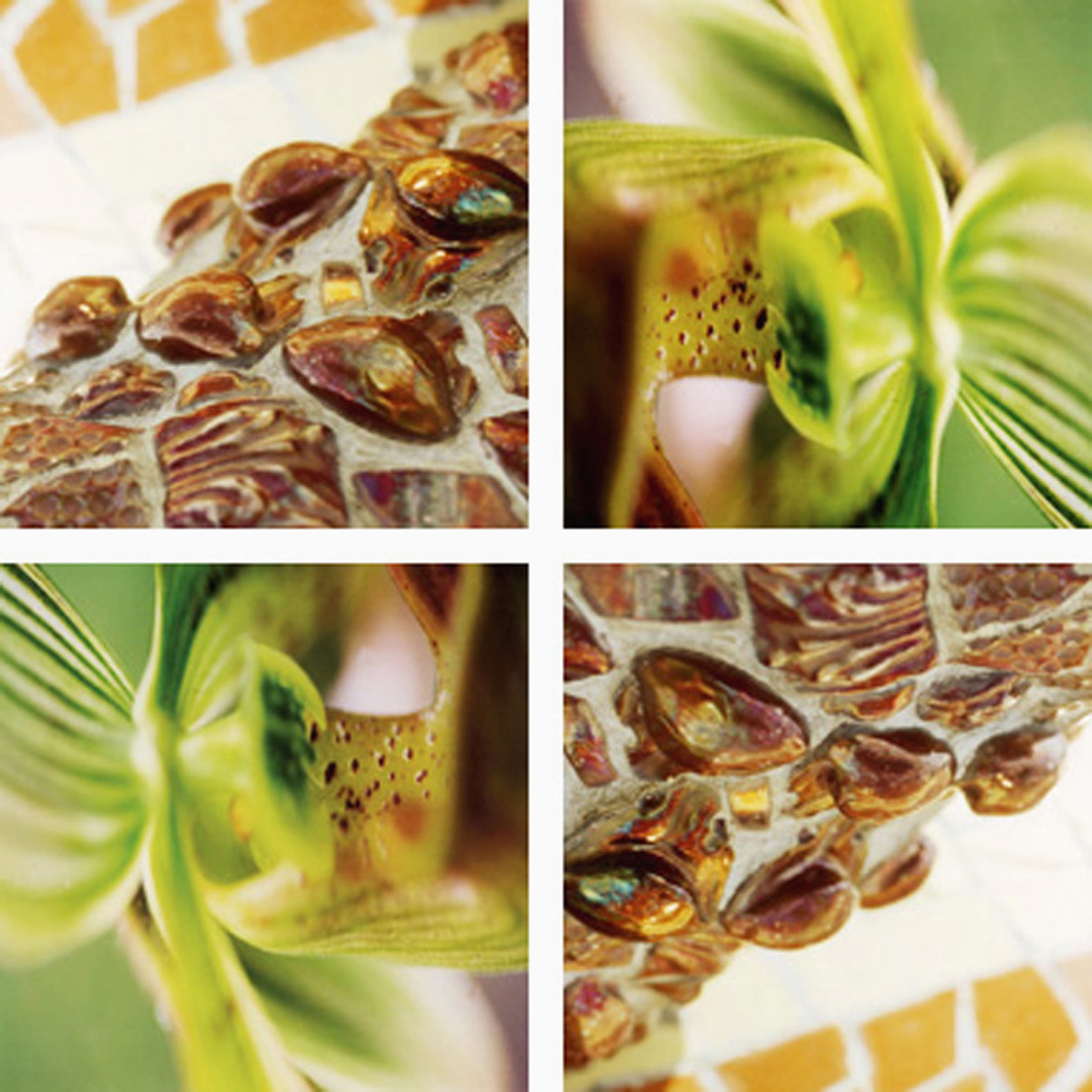 Afficher le produit Orchid Glyphs du fabricant tela-design