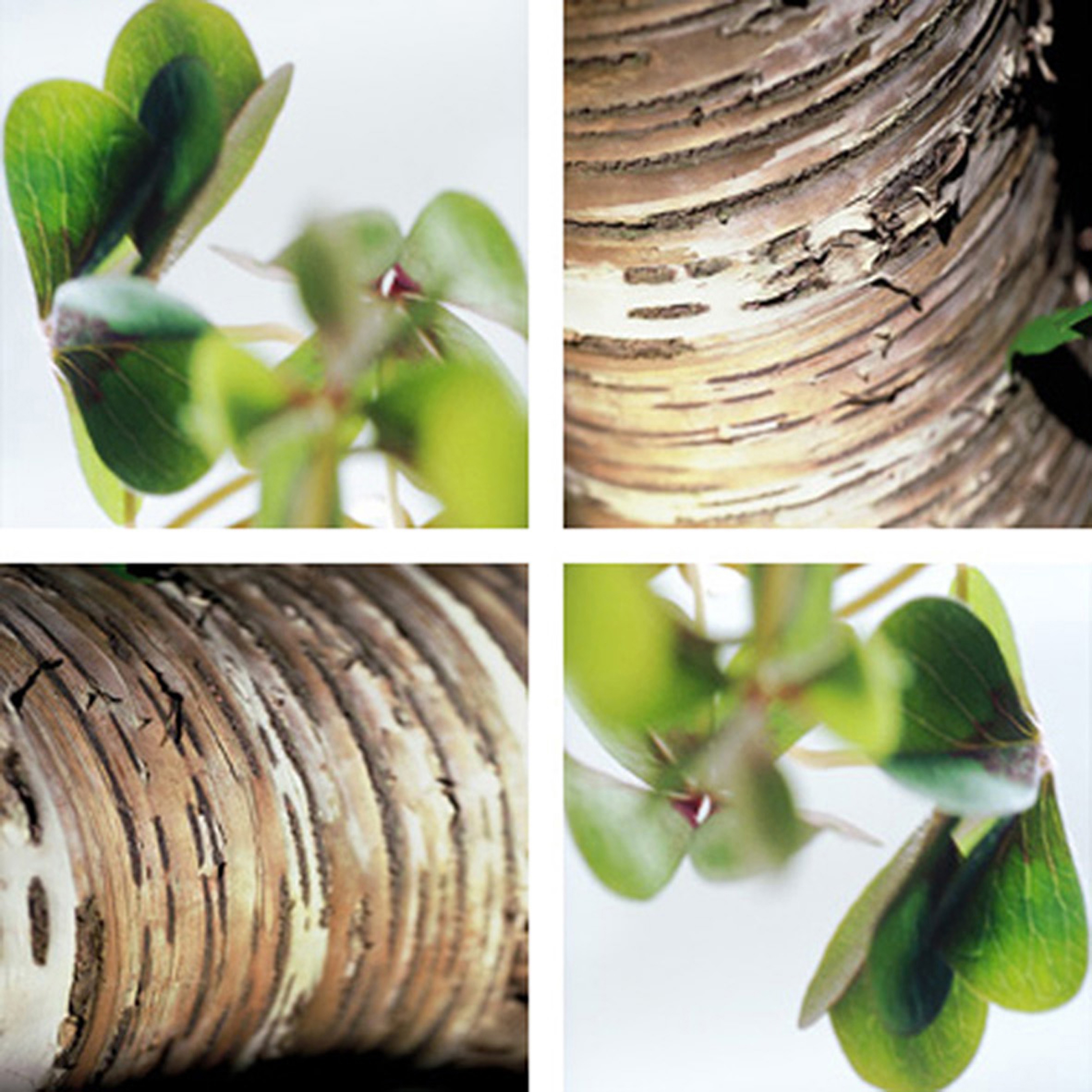 Afficher le produit Clover Birch du fabricant tela-design