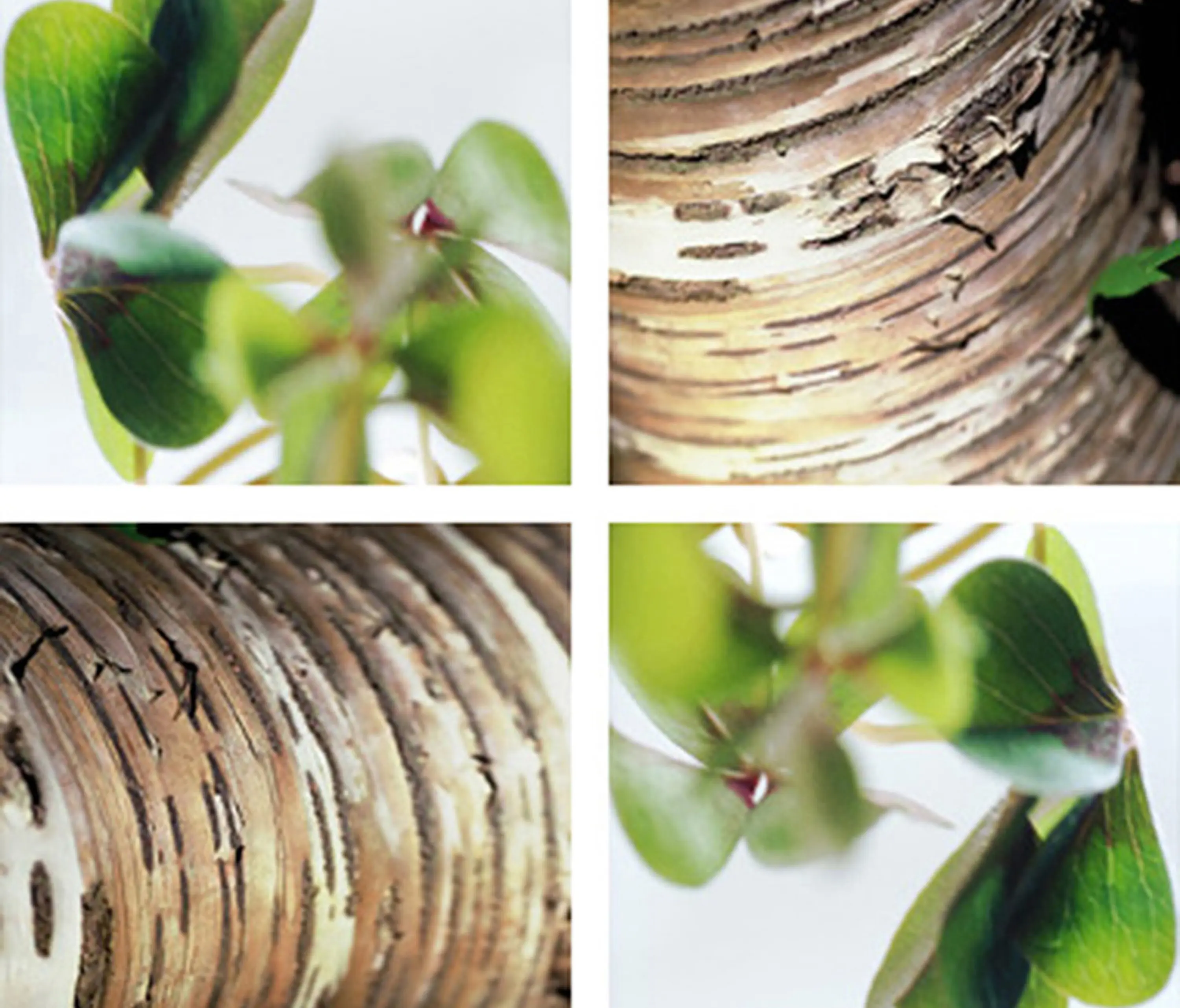 tela-design - Clover Birch