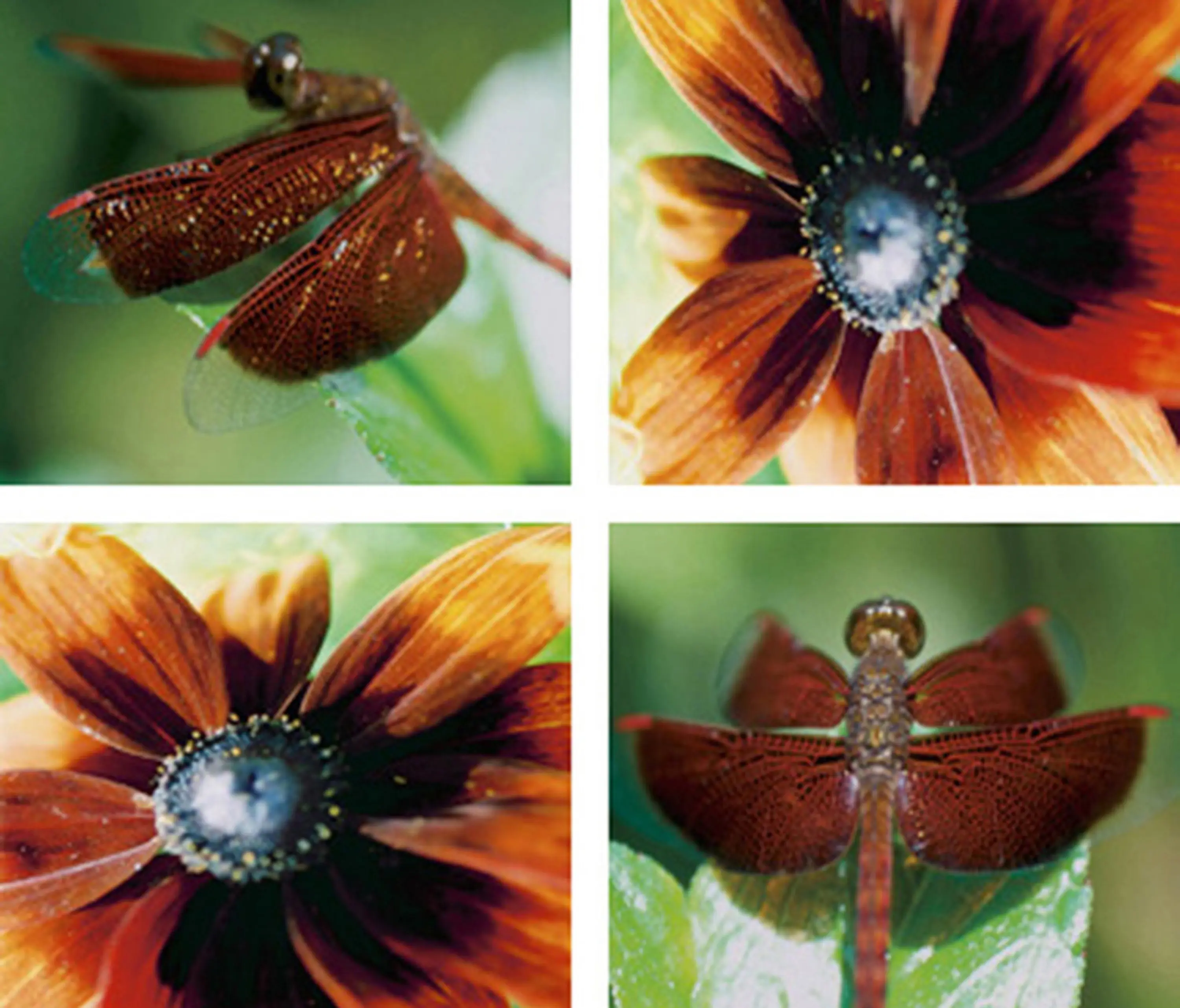 tela-design - Copperfields