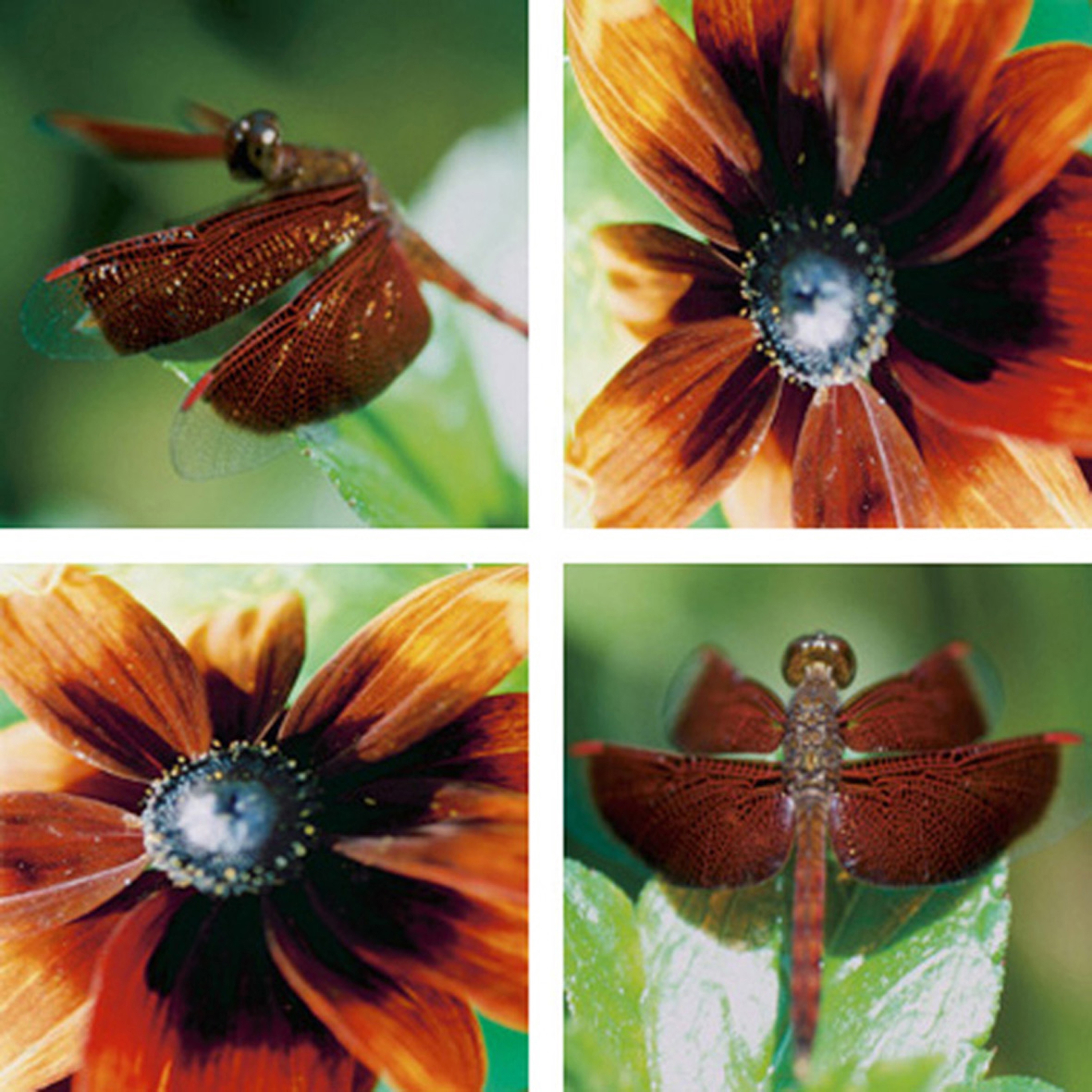 Afficher le produit Copperfields du fabricant tela-design