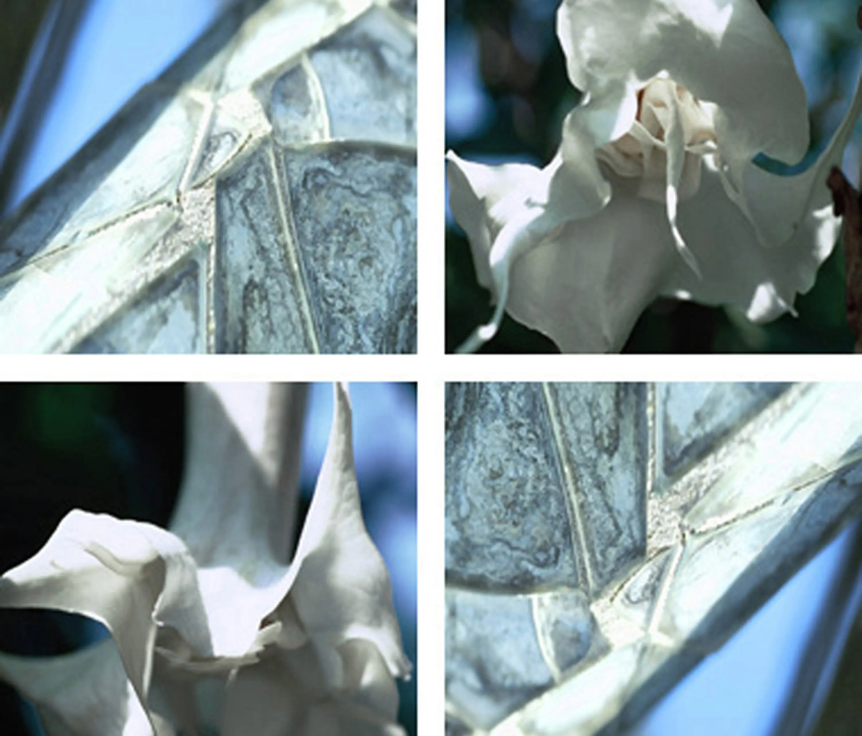 tela-design - White Lady
