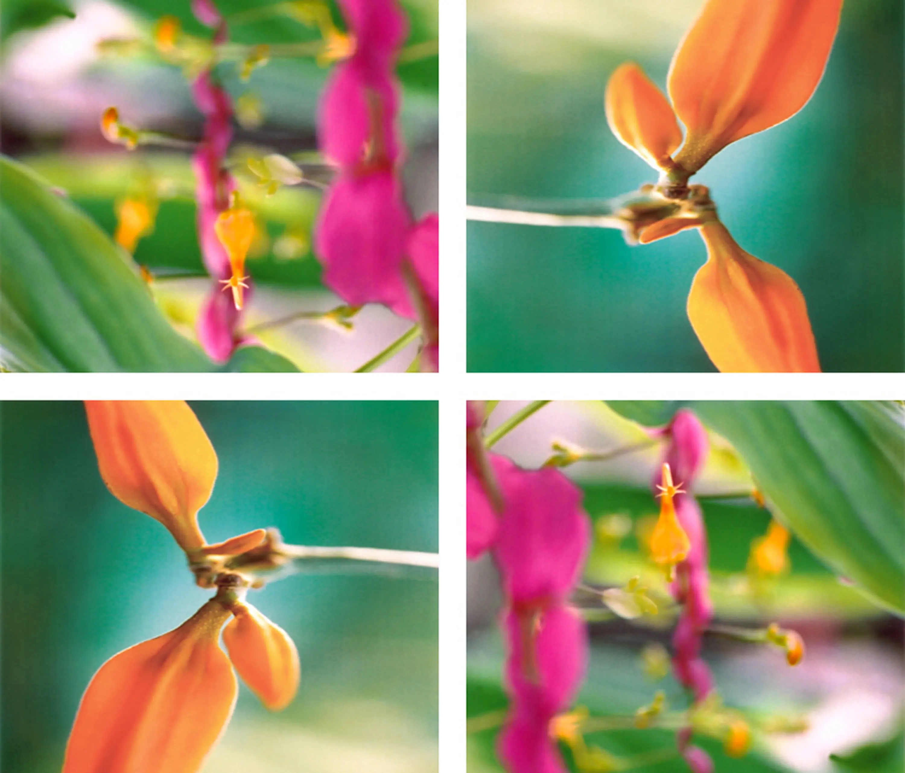 tela-design - Orange Sprouts