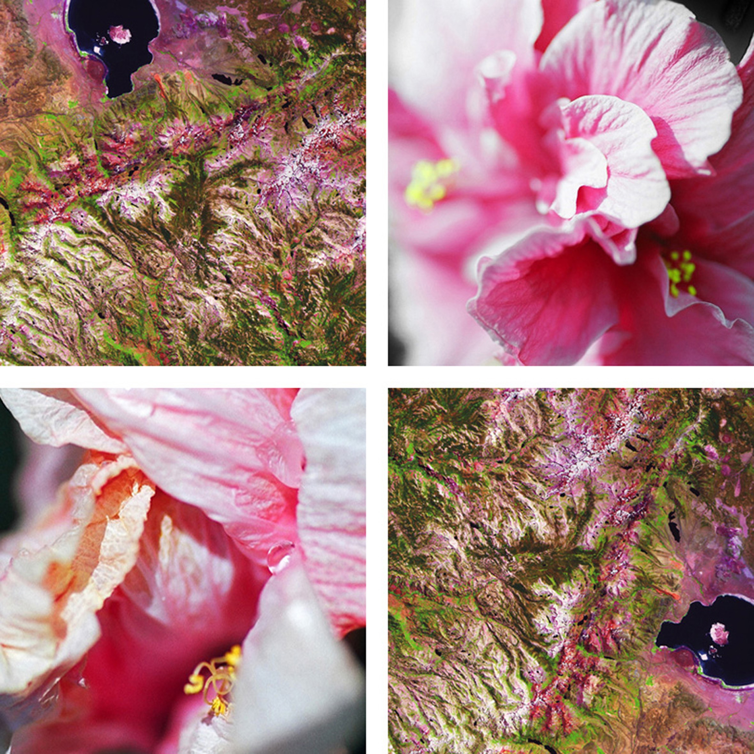 Afficher le produit Lake Orchid du fabricant tela-design