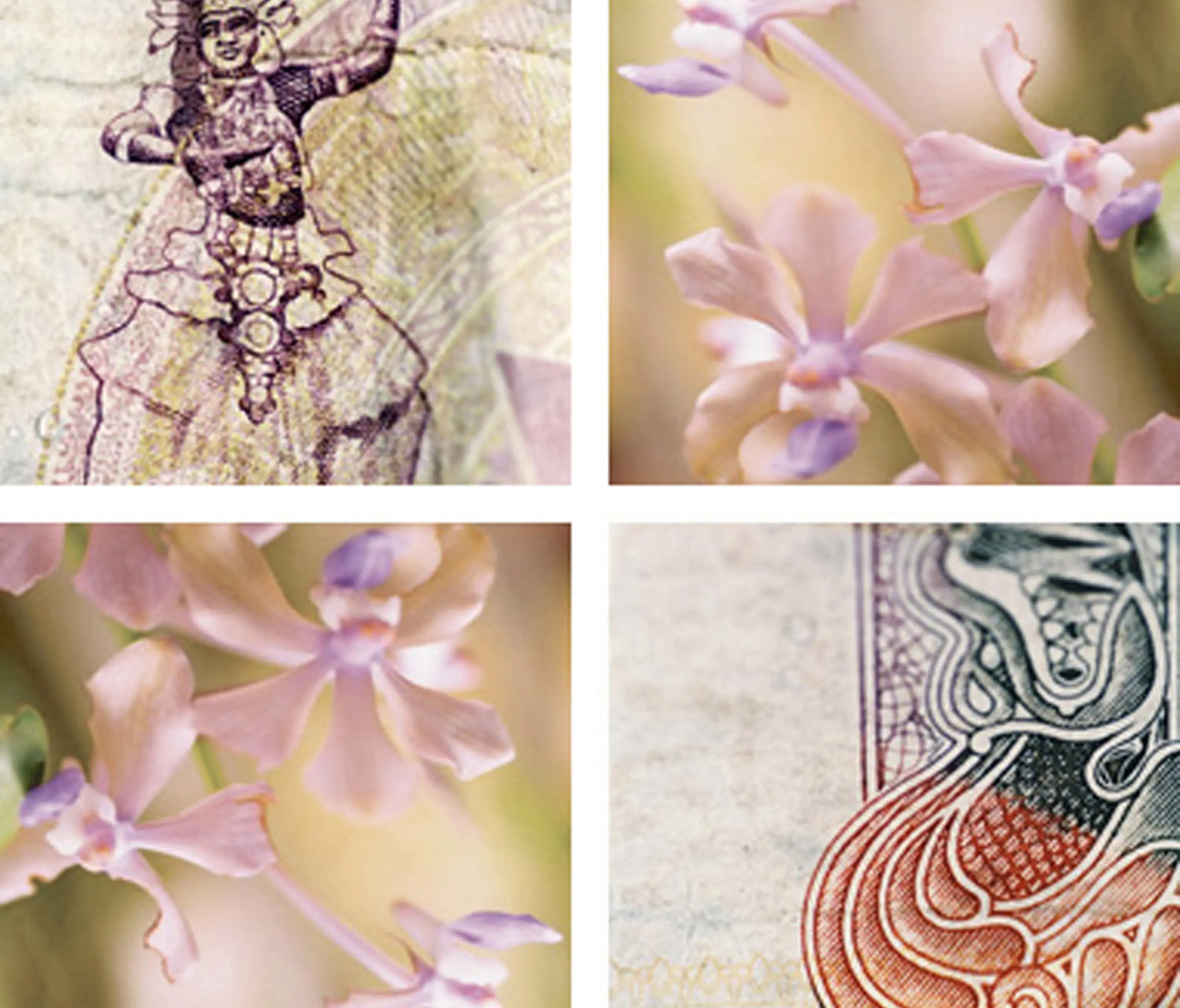 tela-design - Orchid Dancer