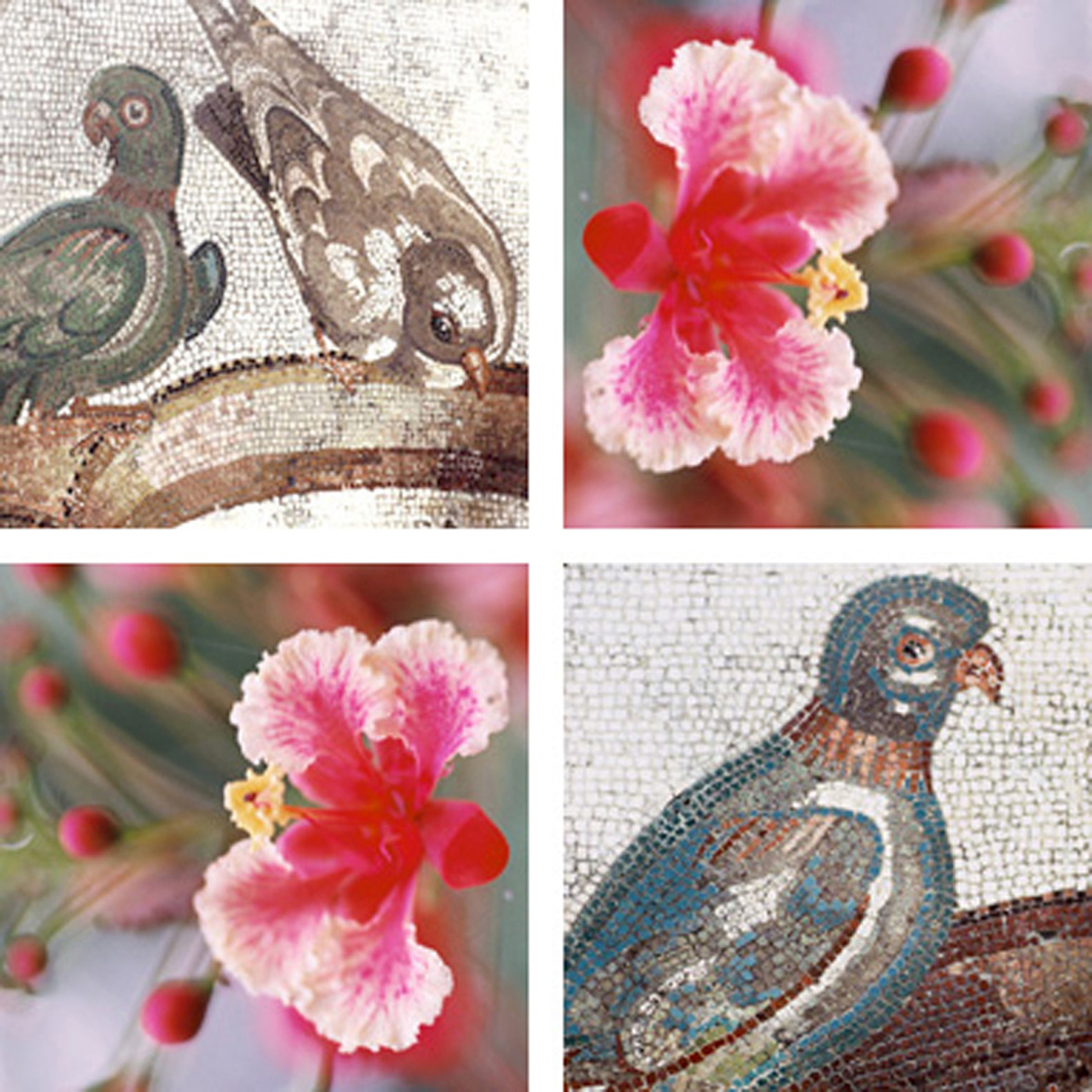 Afficher le produit Pigeons Play du fabricant tela-design