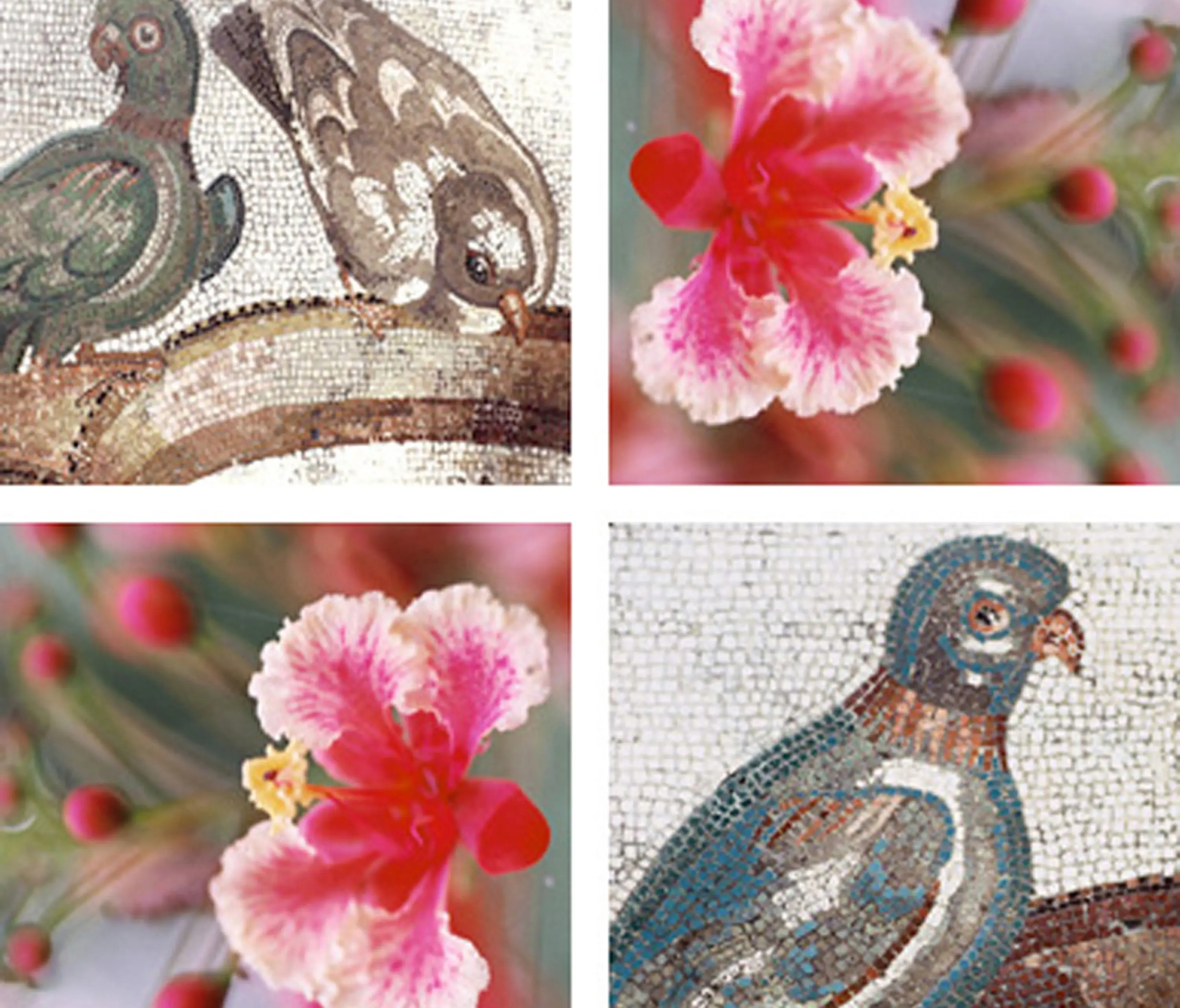 tela-design - Pigeons Play