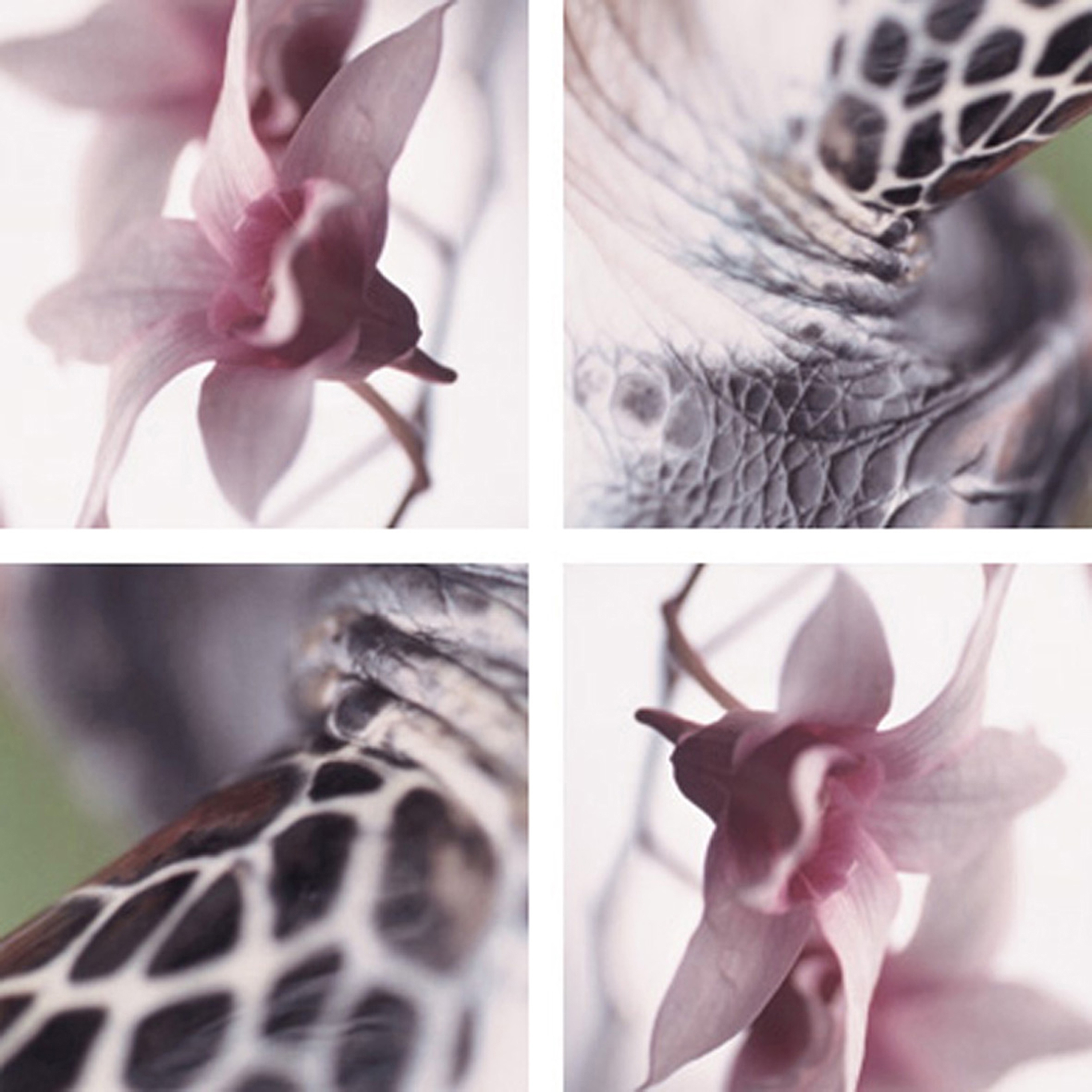 Afficher le produit Flying Orchids du fabricant tela-design