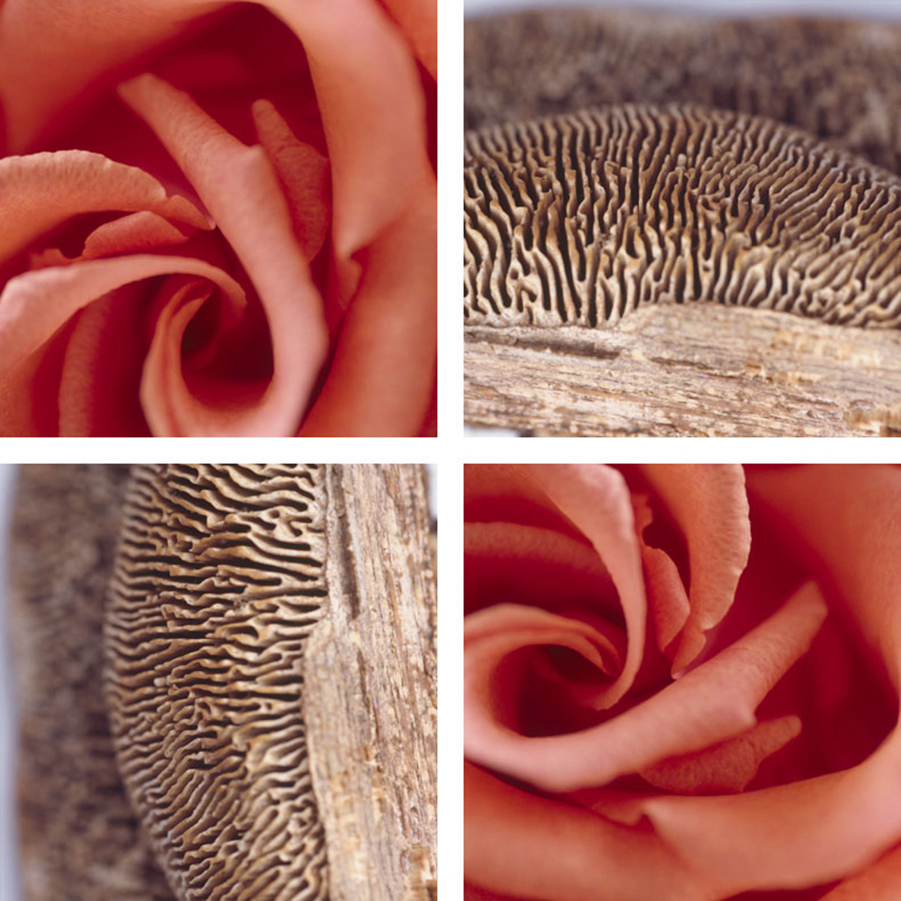 Afficher le produit Rosy Mushroom du fabricant tela-design