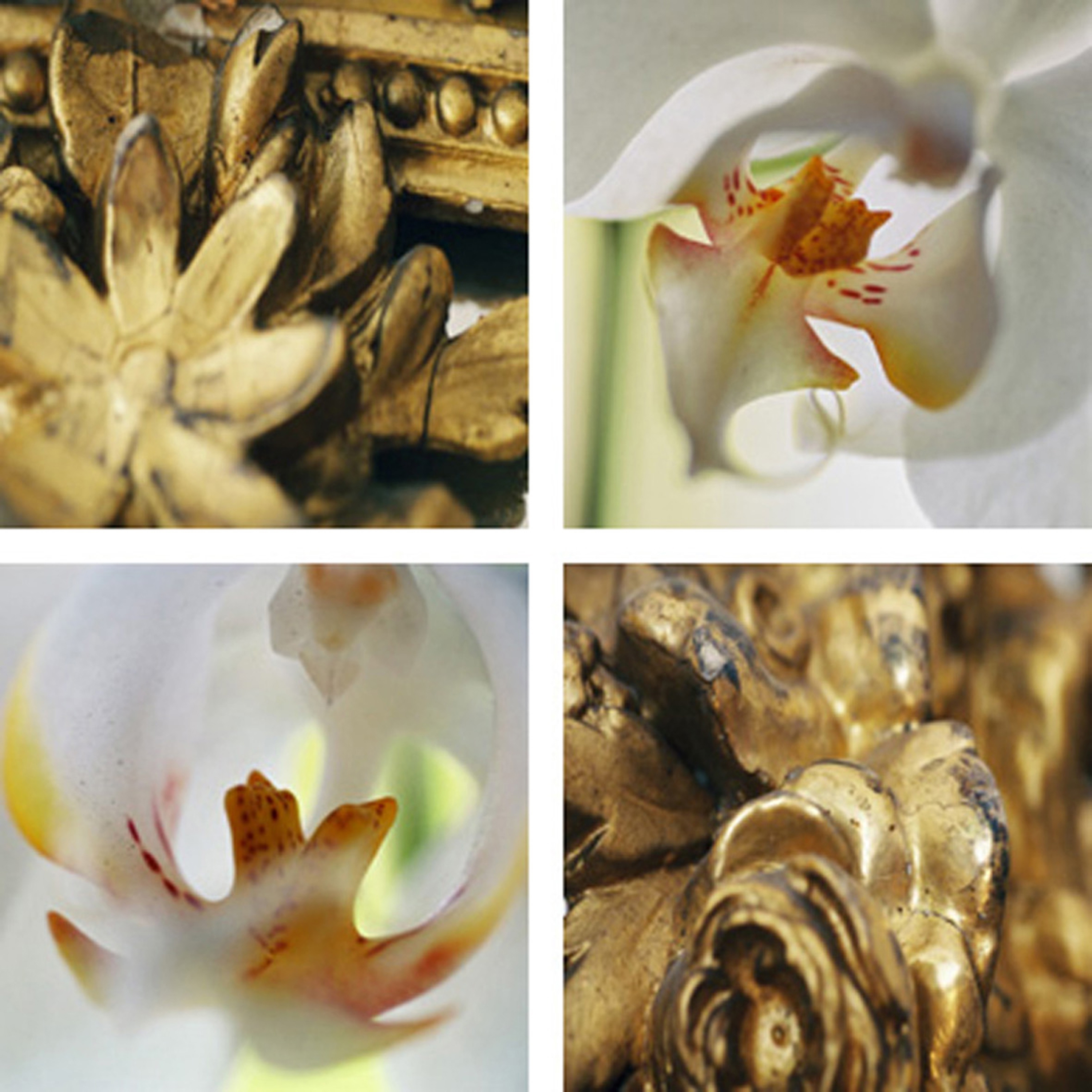 Afficher le produit Gold Framing Orchids du fabricant tela-design