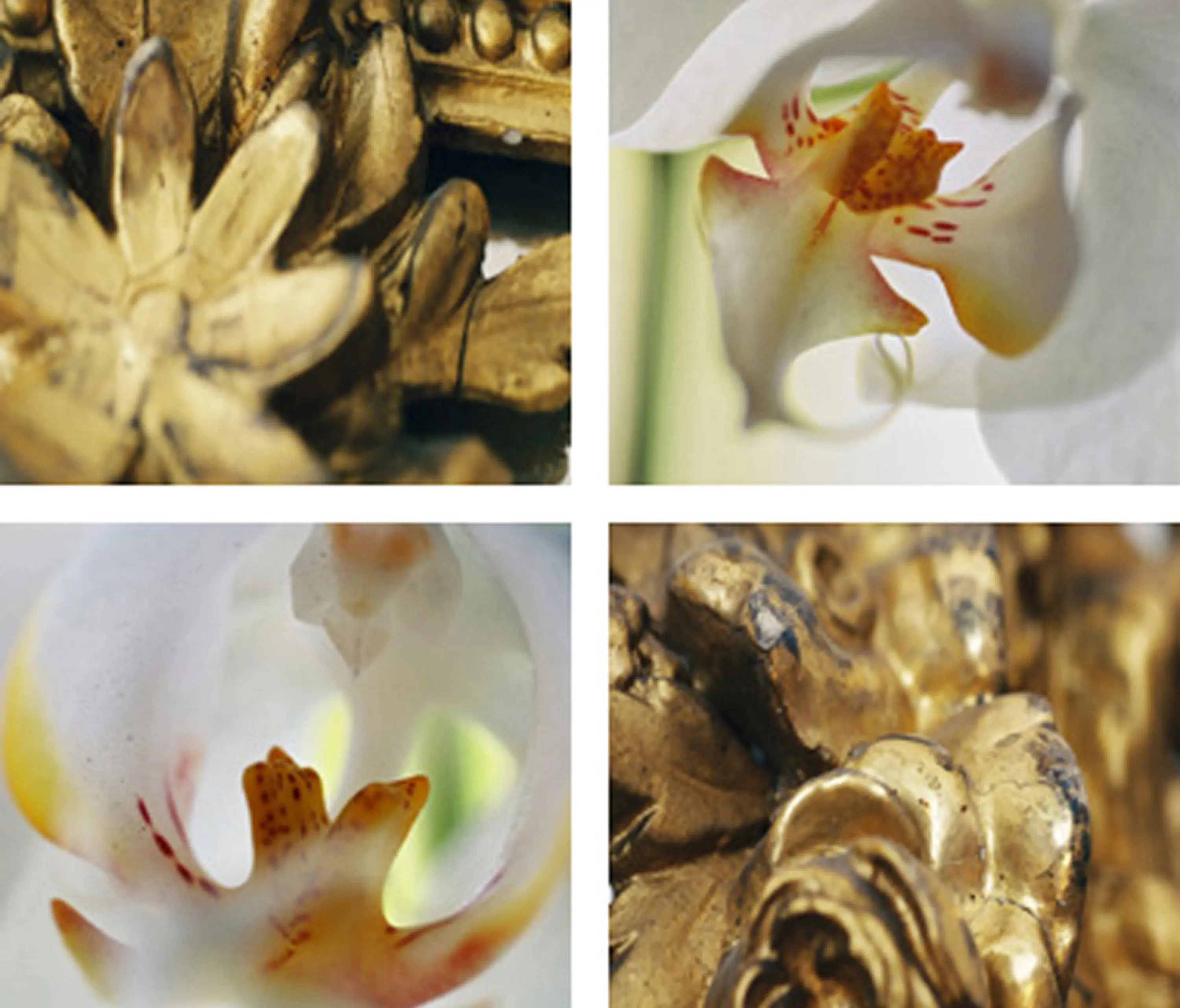 tela-design - Gold Framing Orchids