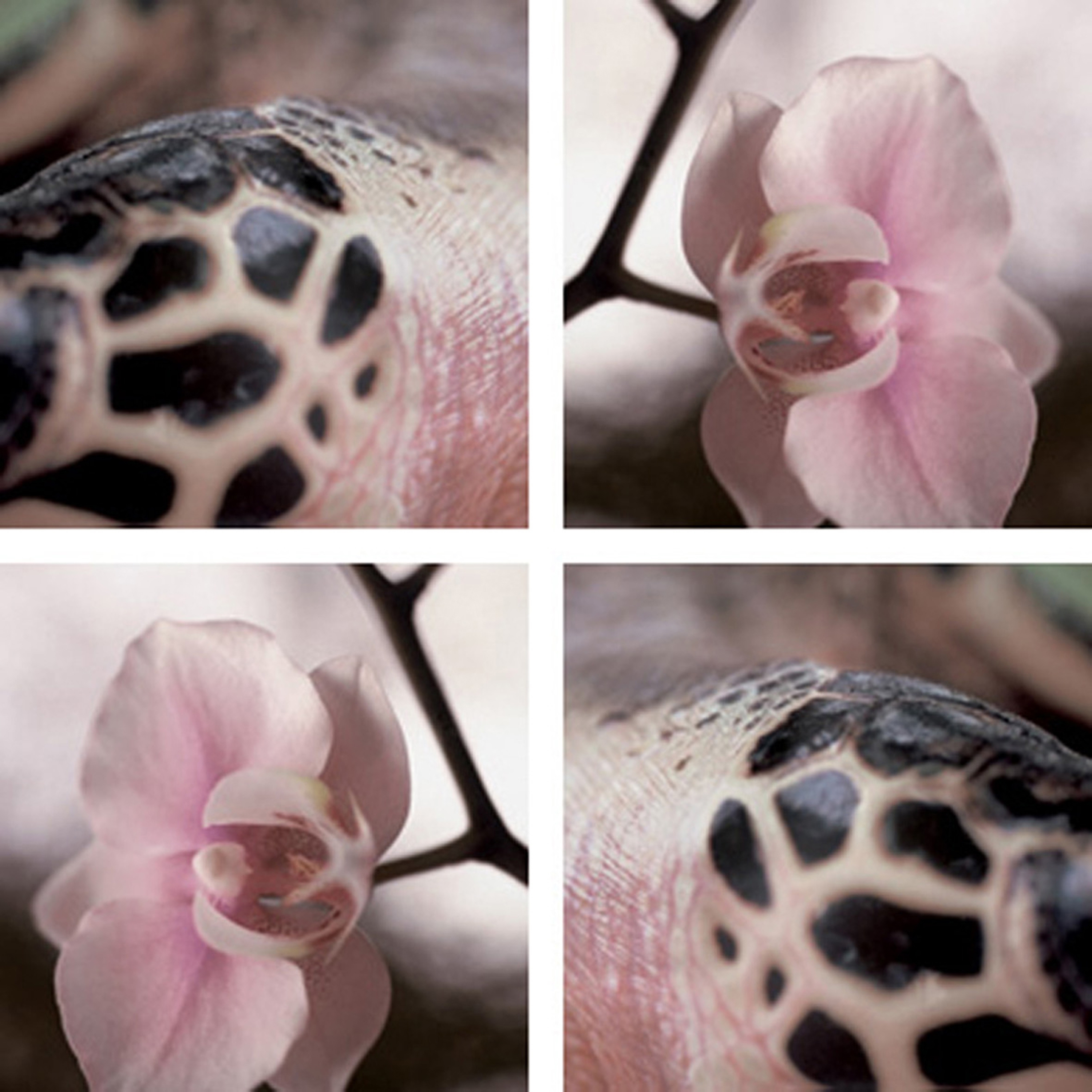Afficher le produit Orchid Meets Reptile du fabricant tela-design