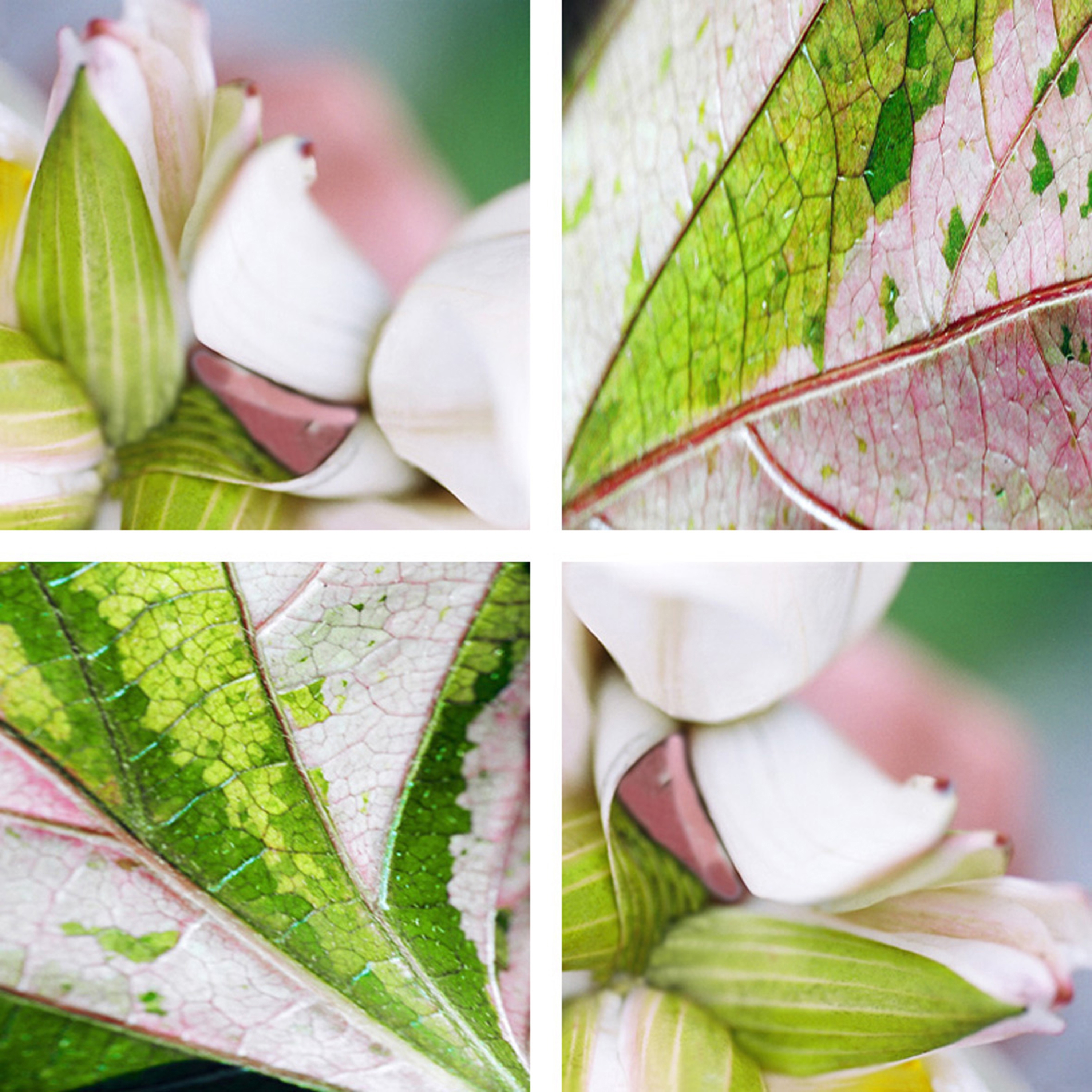 Display product Lily Fans from manufacturer tela-design